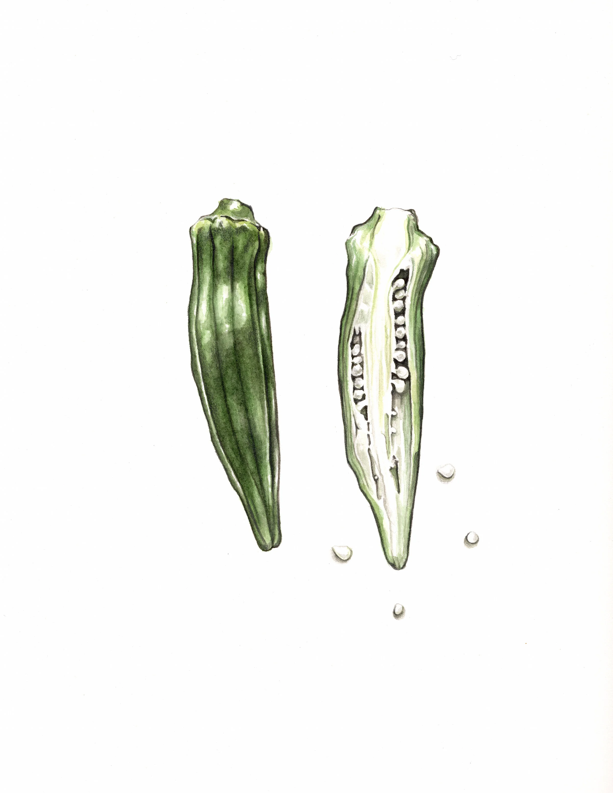 Large format whole and sliced okra archival giclee print Molly Reeder Virginia Food Illustrator &amp; Stylist