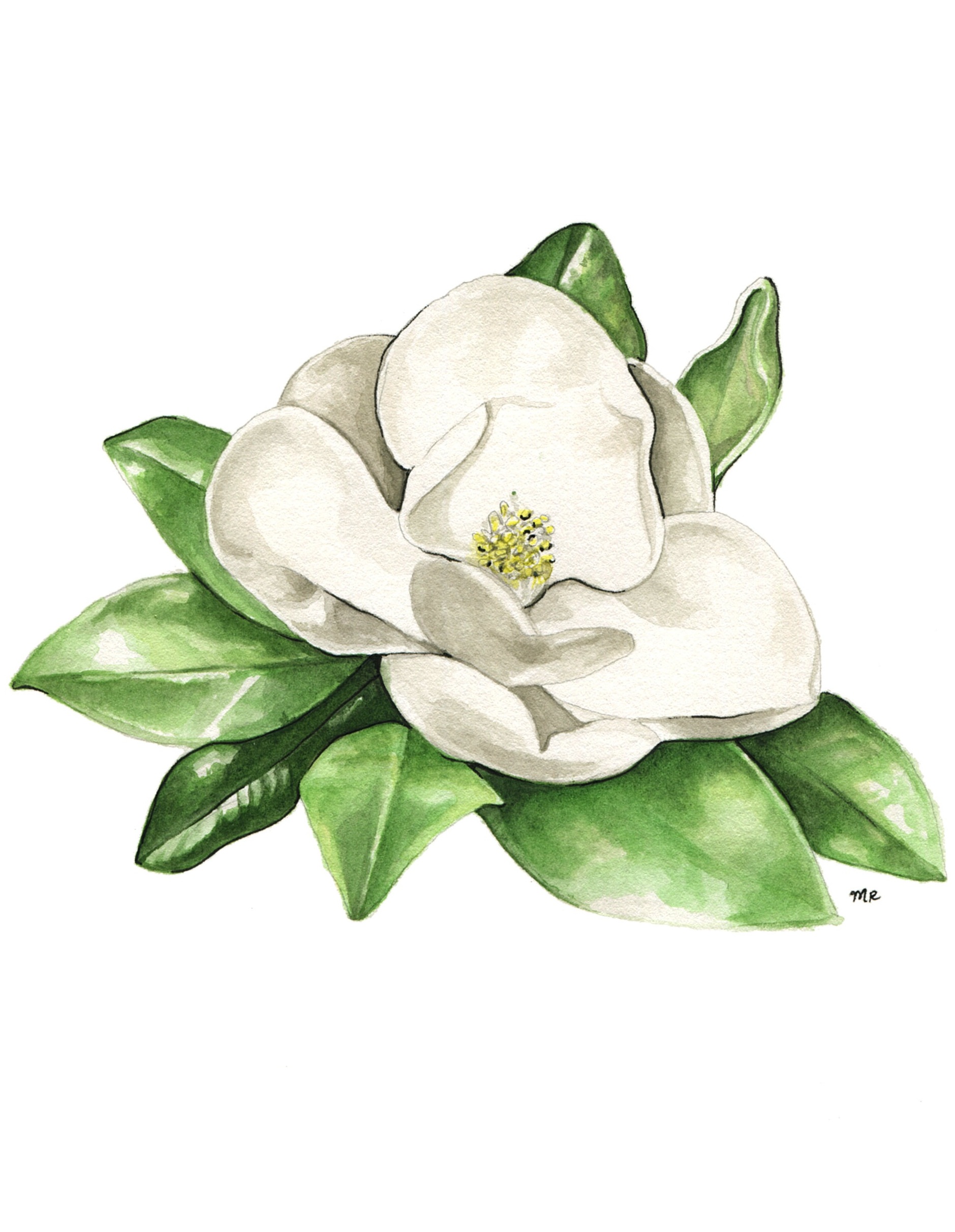Magnolia in watercolor.