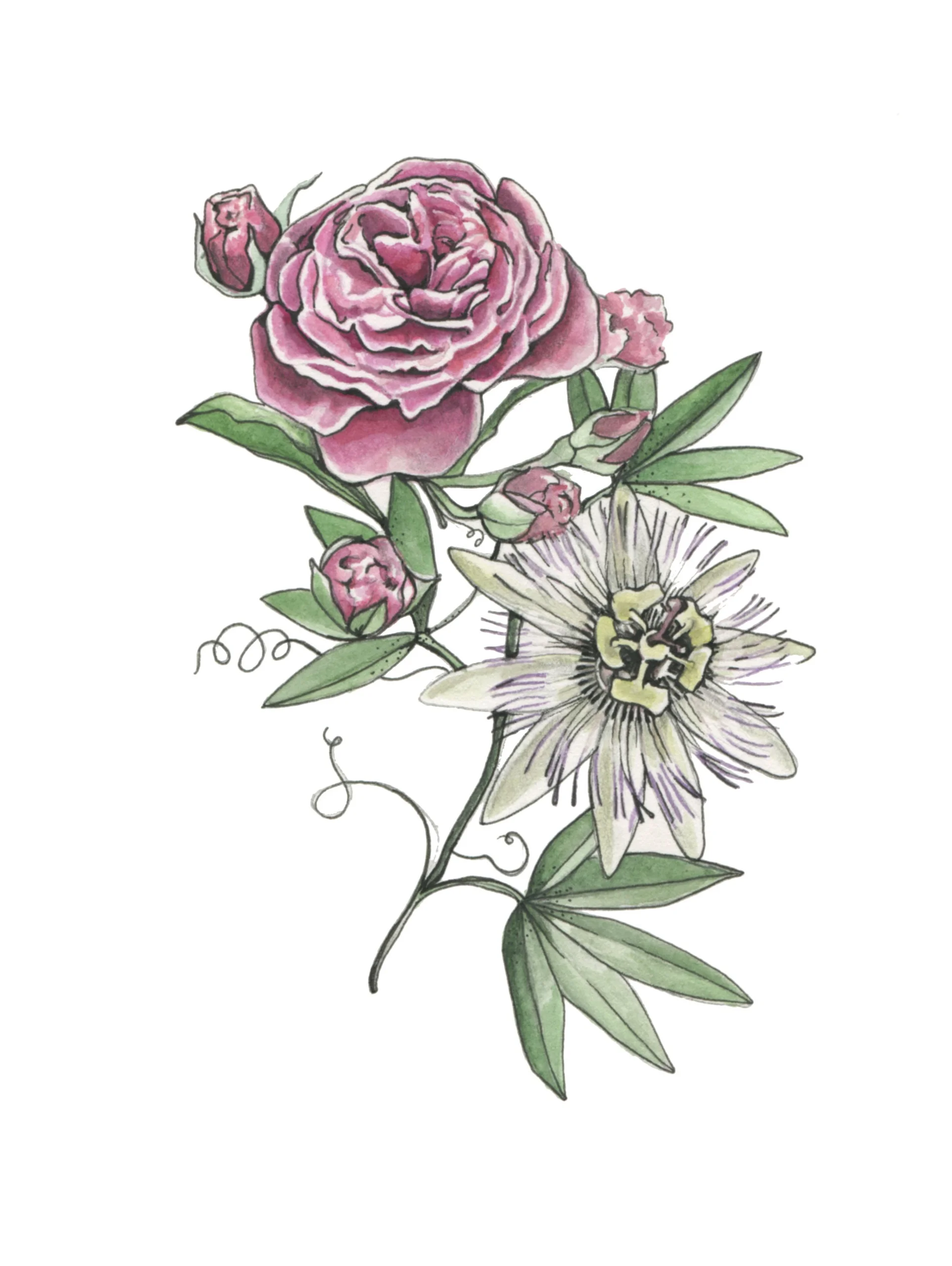 Blugarian rose and passion flower logo design for Cveta Designs Molly Reeder Virginia Botanical Illustrator