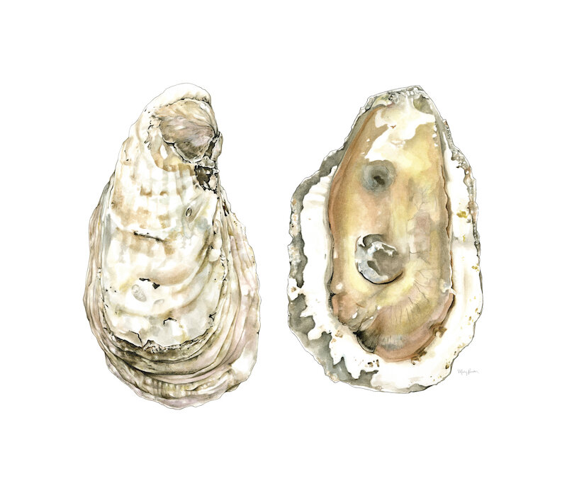 WHITE STONE OYSTER WATERCOLOR