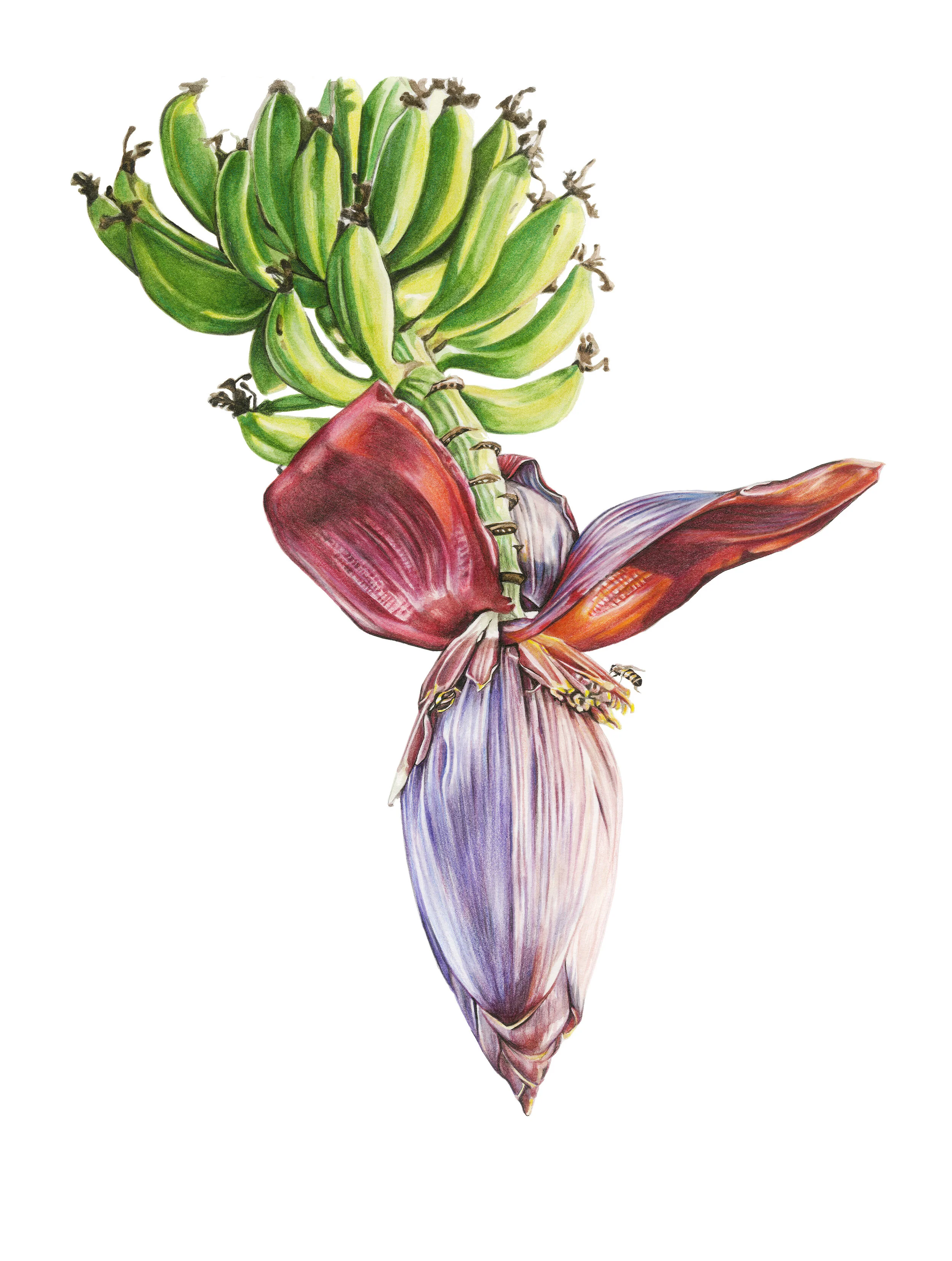 East African Highland Banana Flower Branch in Watercolor 
