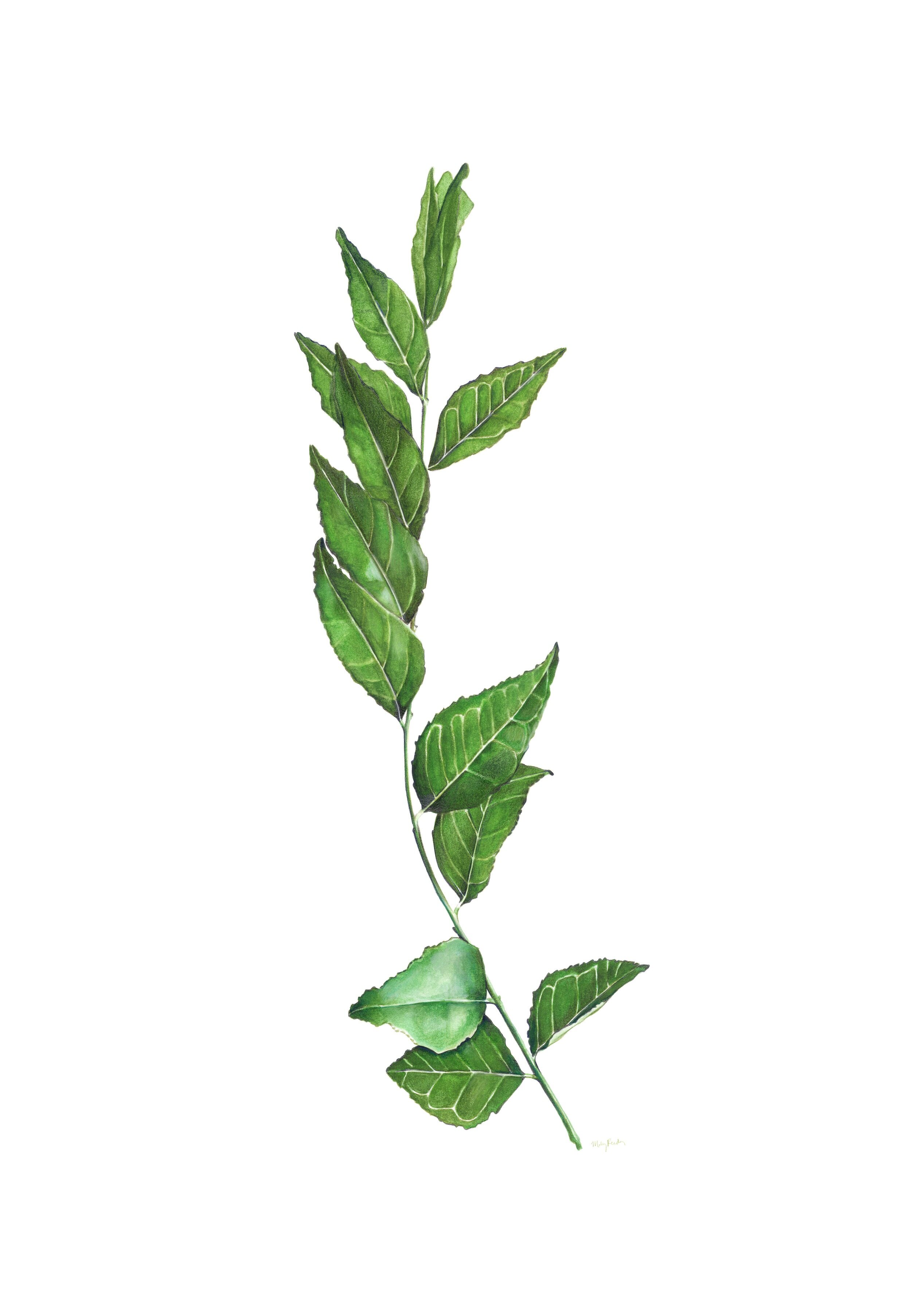 Curry Leaf Botanical Watercolor 