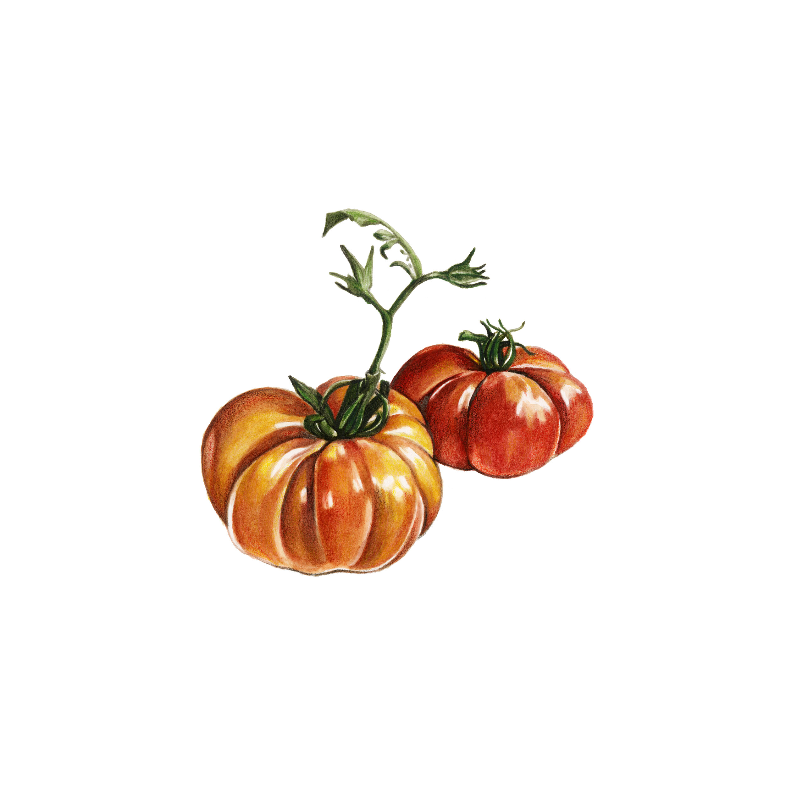 Costoluto Tomatoes in Watercolor 
