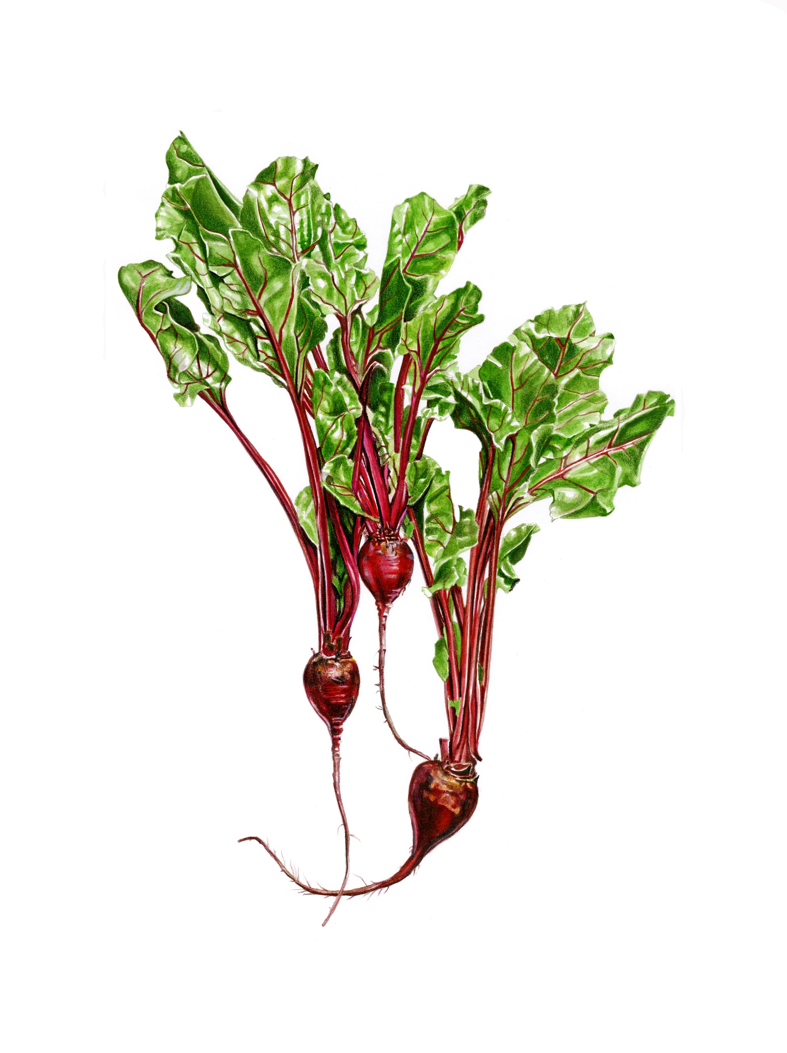 Beets in watercolor 