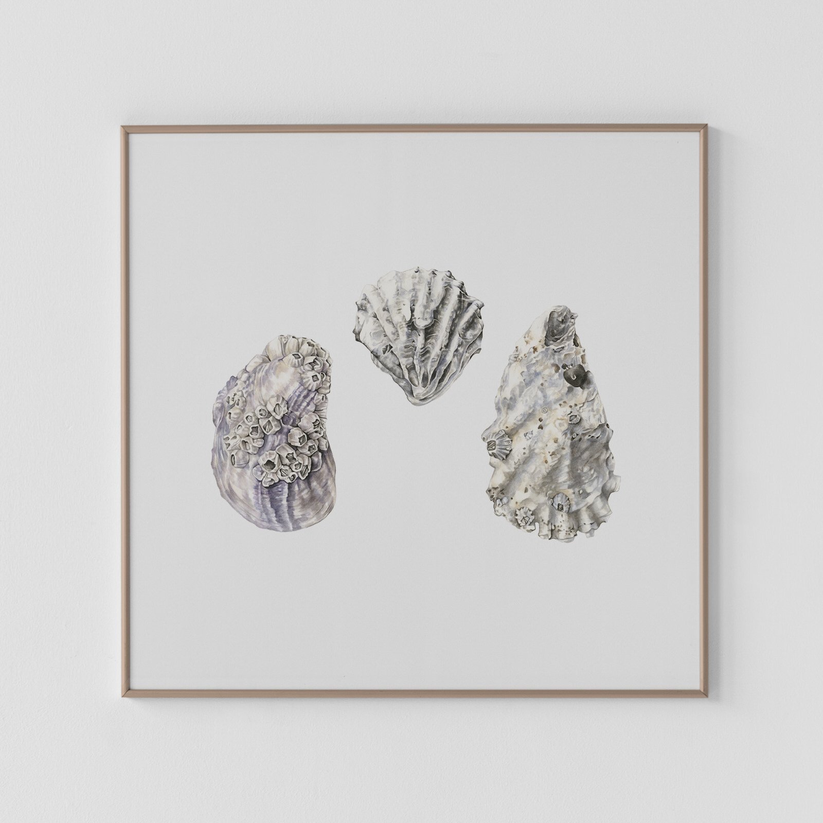 Oyster Shell Trio Archival Prints