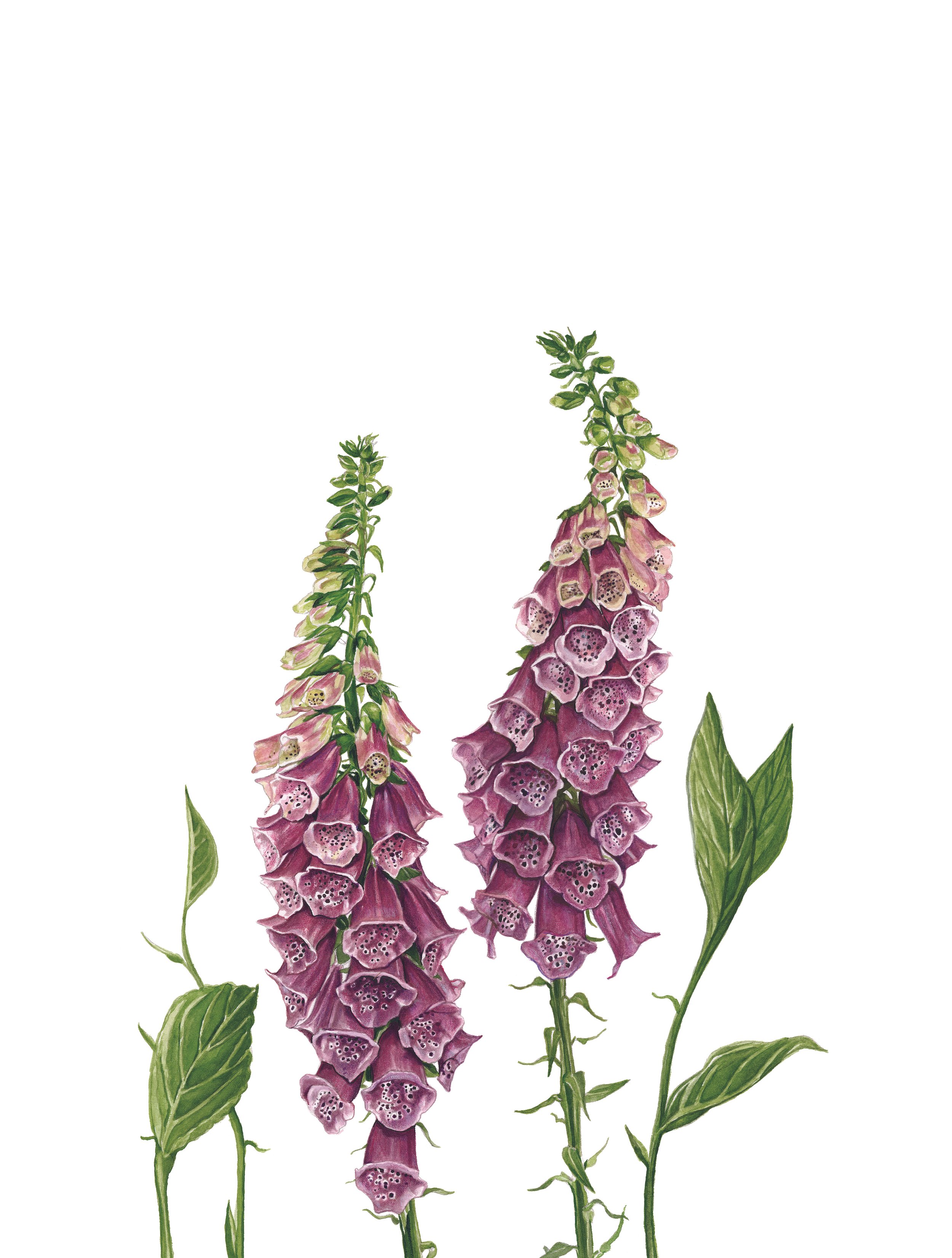 FoxglovesLowRes.jpg