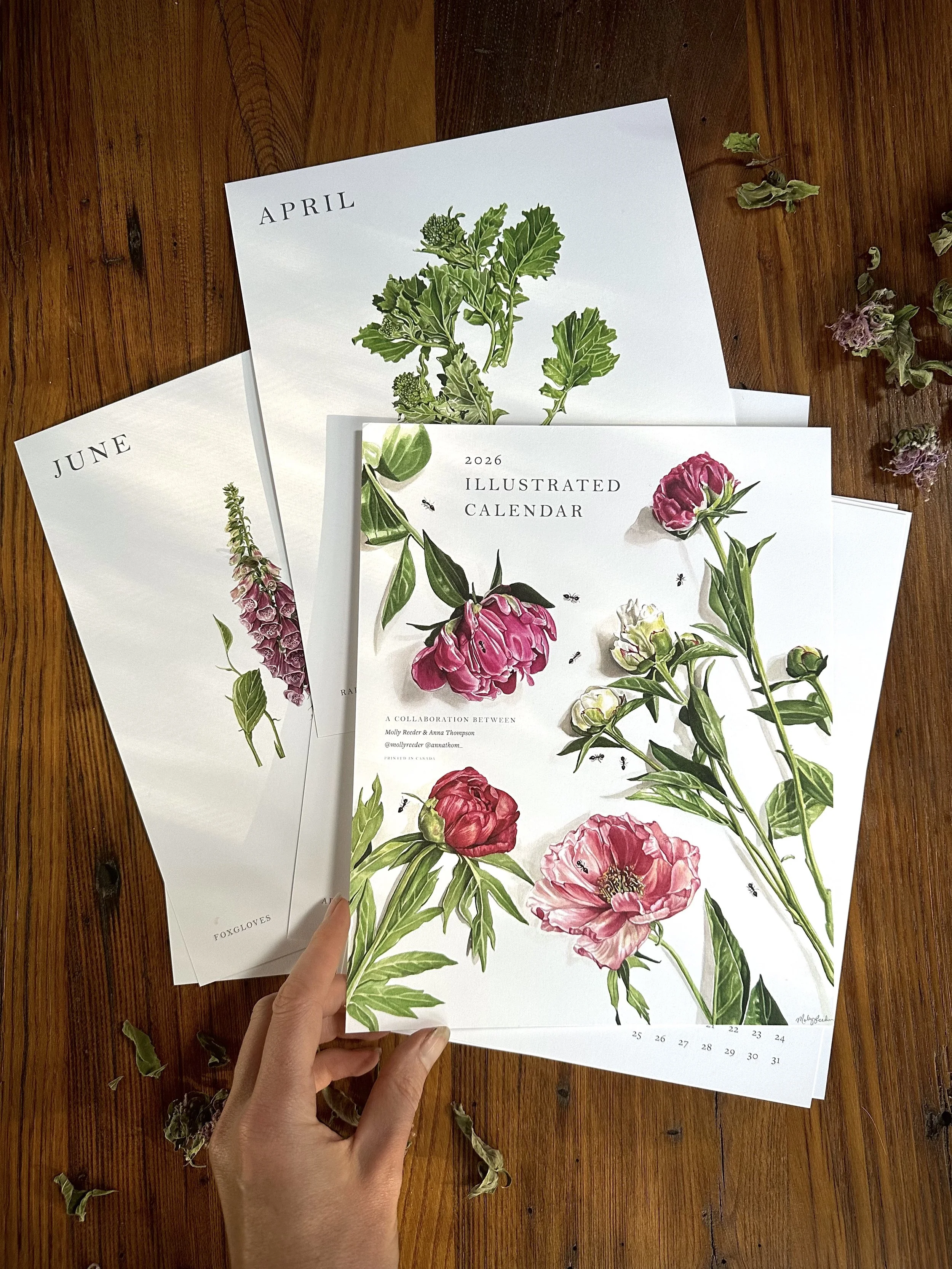 Close-up of a 2026 illustrated botanical calendar page displaying pink peony flowers and nearby bees, held by a person's left hand over a wooden surface with scattered dried flower petals.