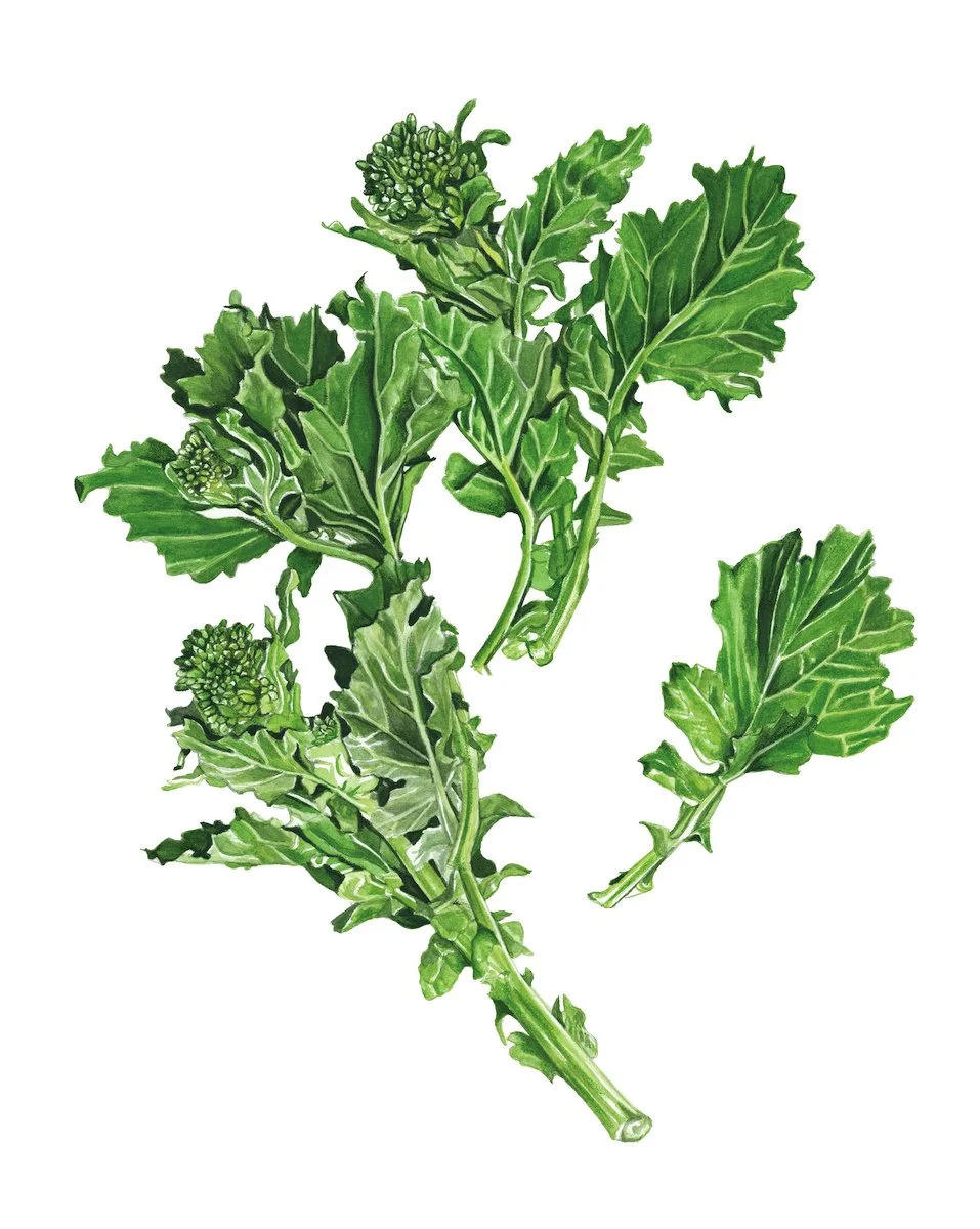 023_Rapini.jpg
