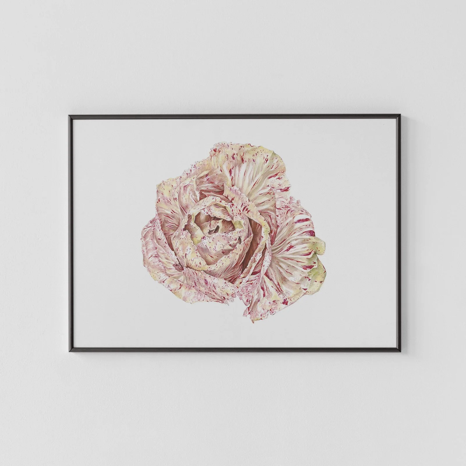 Radicchio variegata di Lusia Archival Print