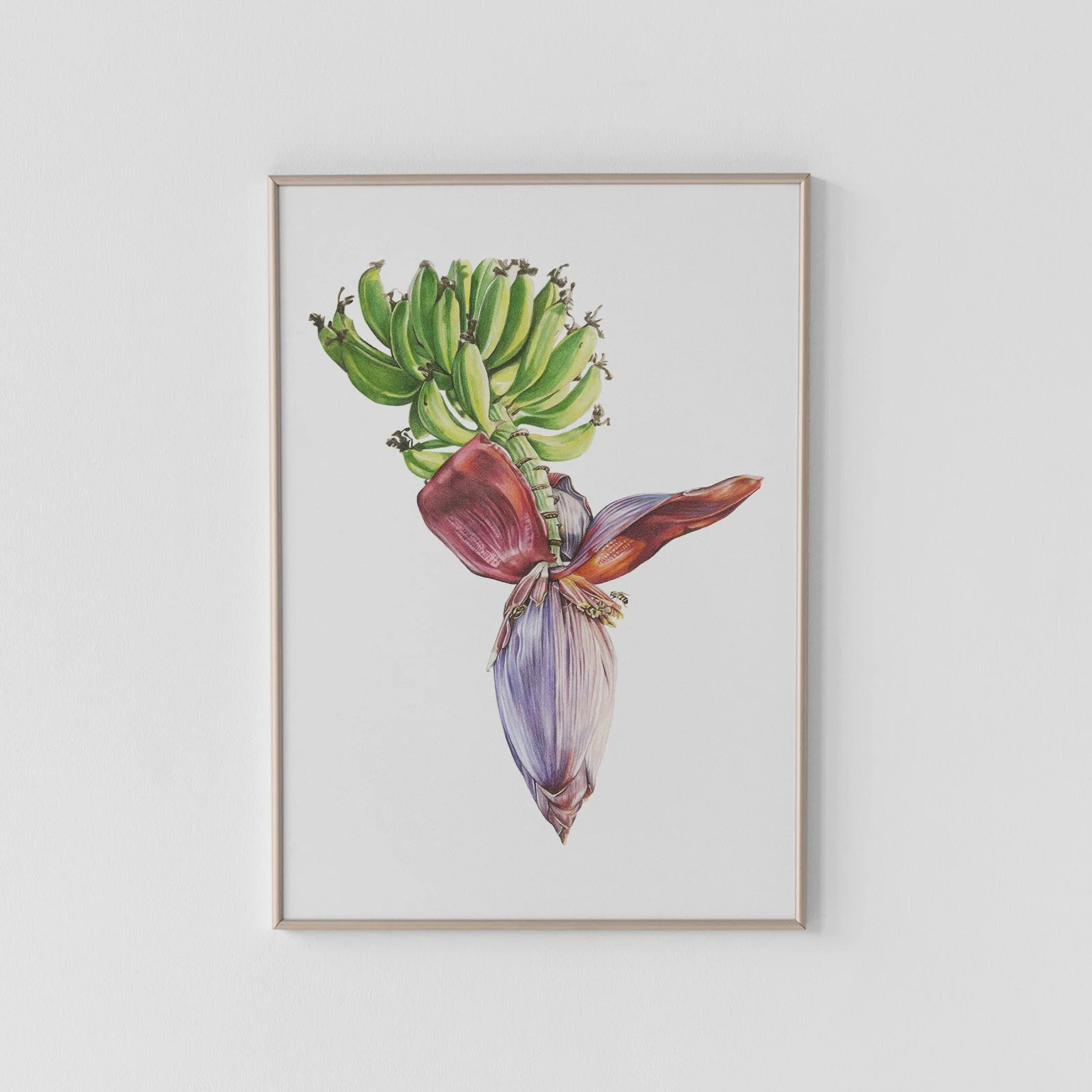 Highland Banana Flower Archival Print