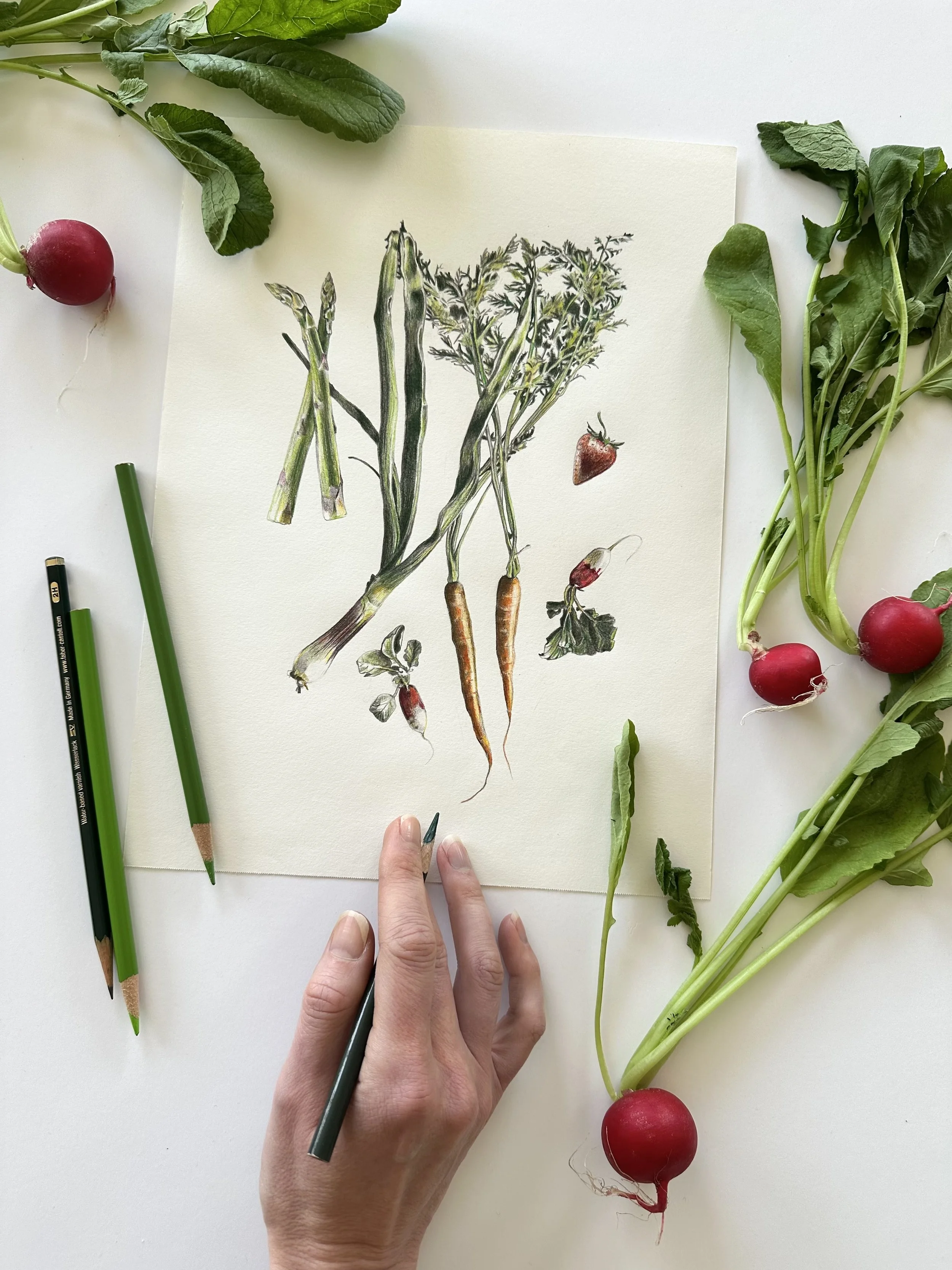 A hand holding a colored pencil on a drawing of garden vegetables, with fresh radishes and leaves surrounding it.