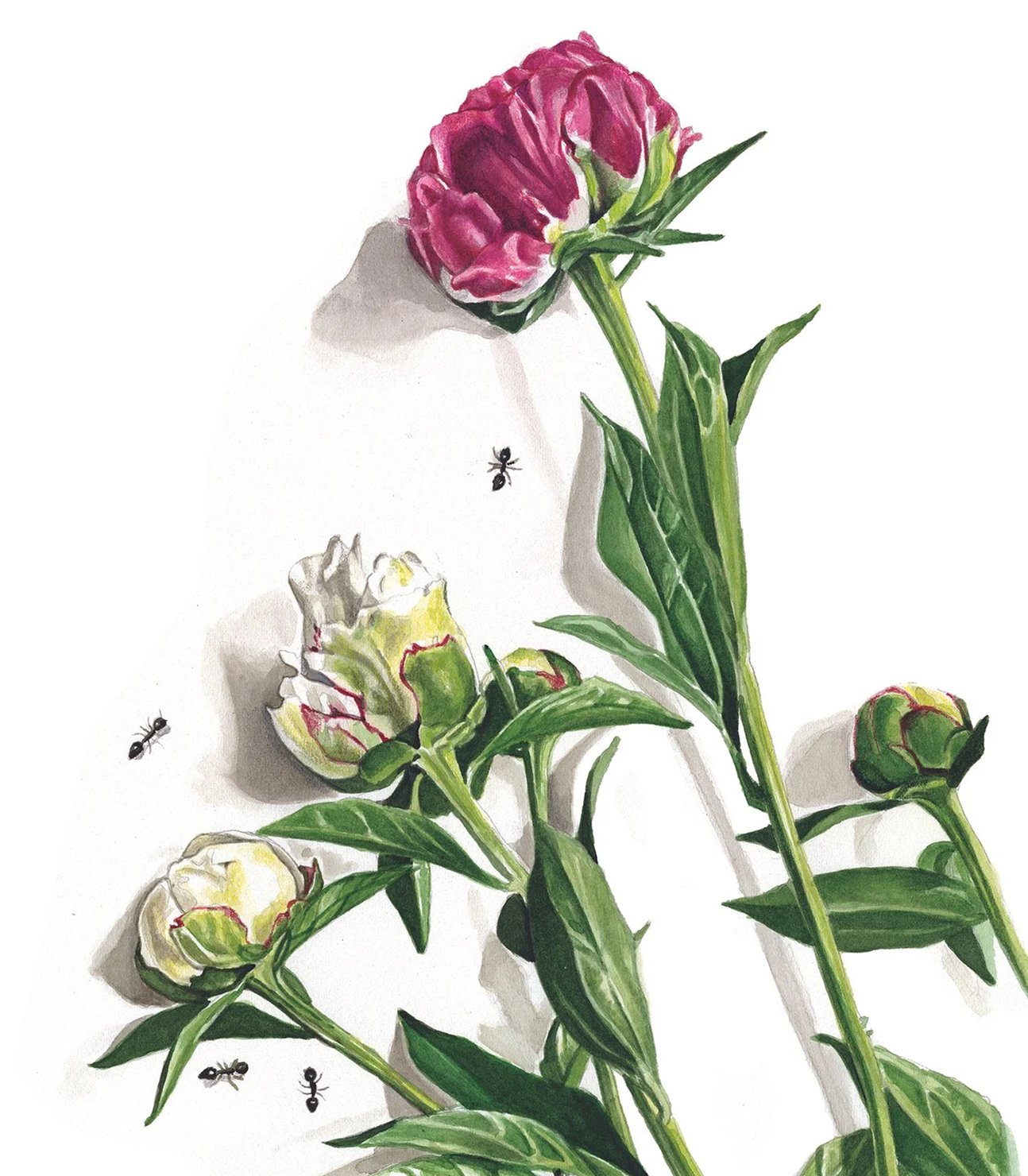 Watercolor painting of a peony flower with green leaves and several closed buds, three small black ants on a white background.