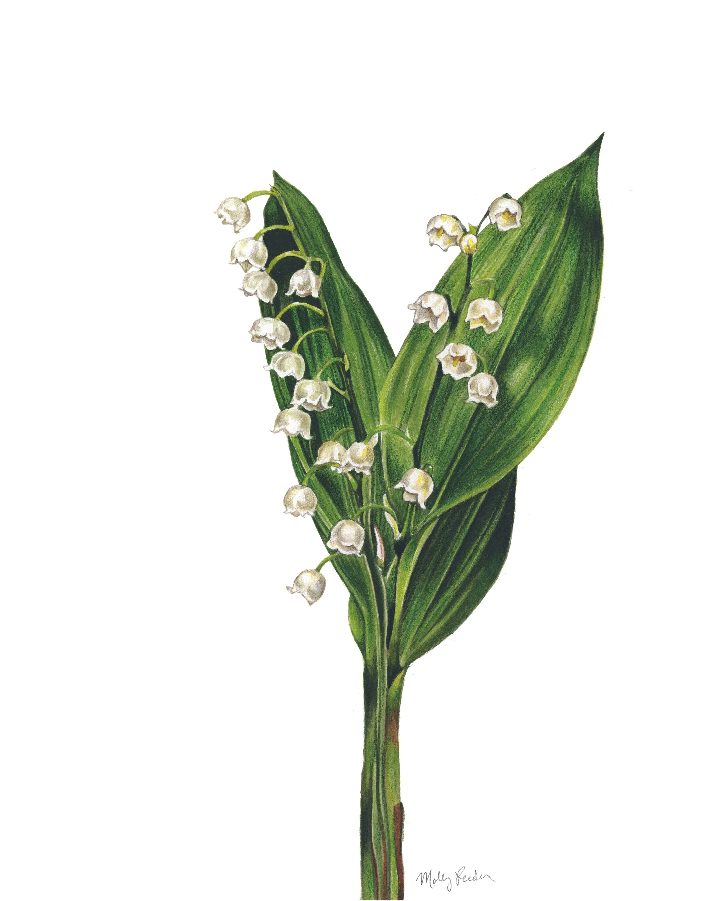 Lily of the Valley.jpg