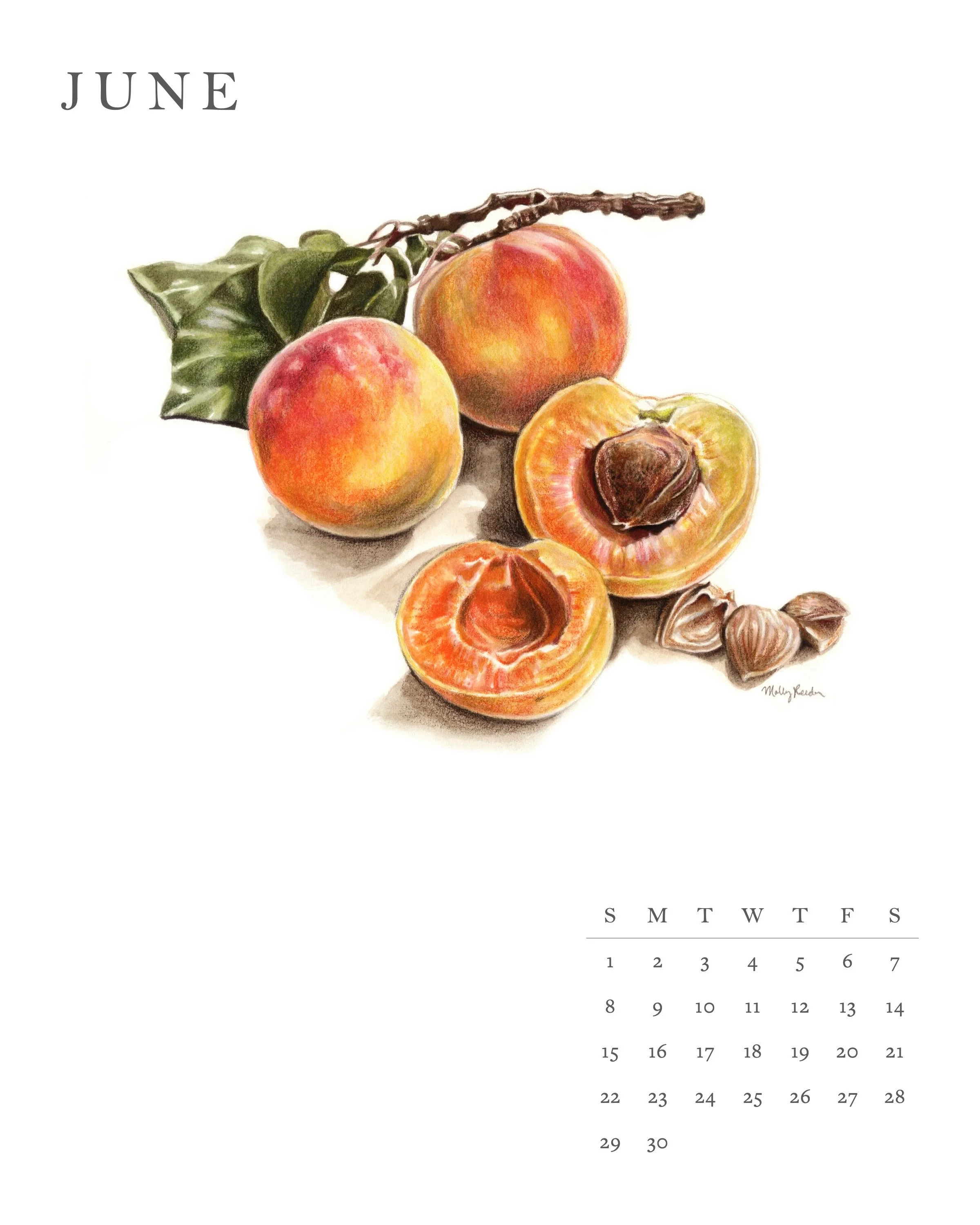 A calendar depicting the month of June with a watercolor illustration of ripe peaches, some whole and some cut in half, with green leaves and a branch. The days of the week are listed in abbreviated form at the bottom, with numbered dates below.