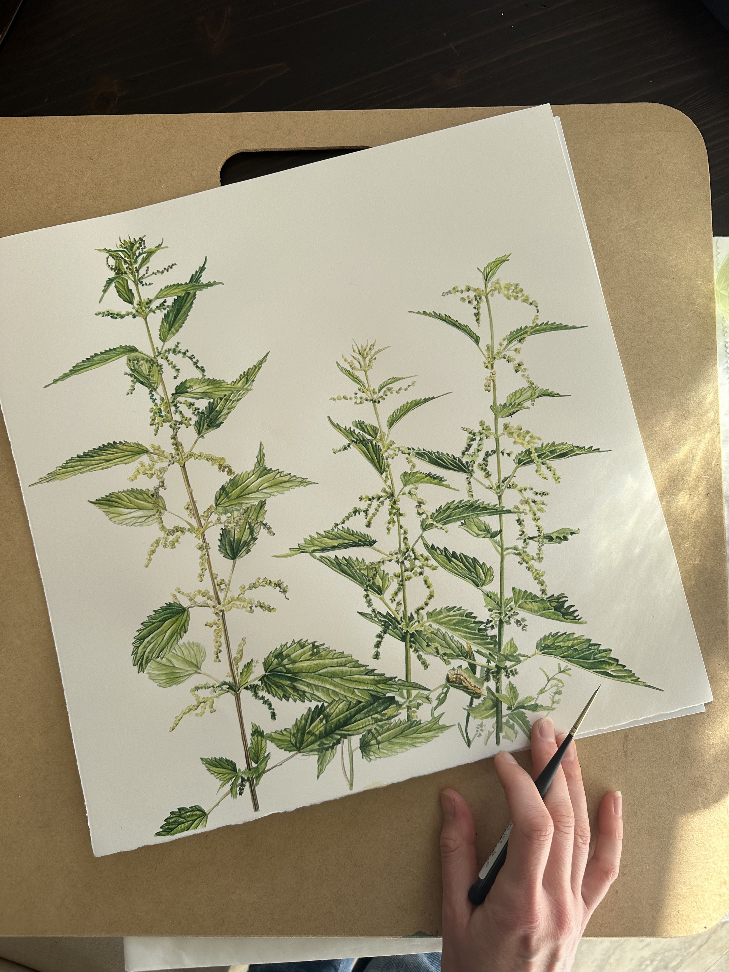 Original Stinging Nettle Painting