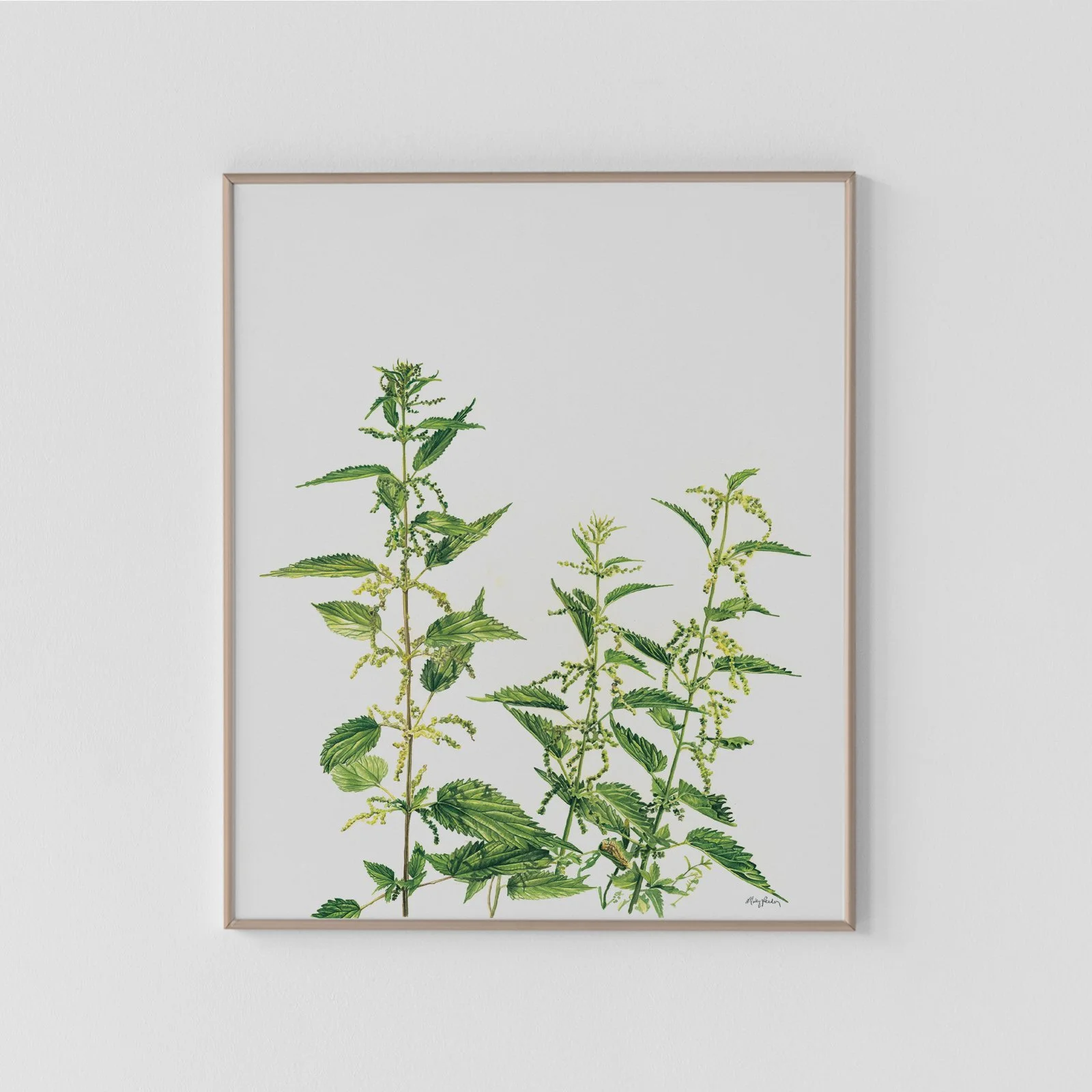 Stinging Nettle Archival Print