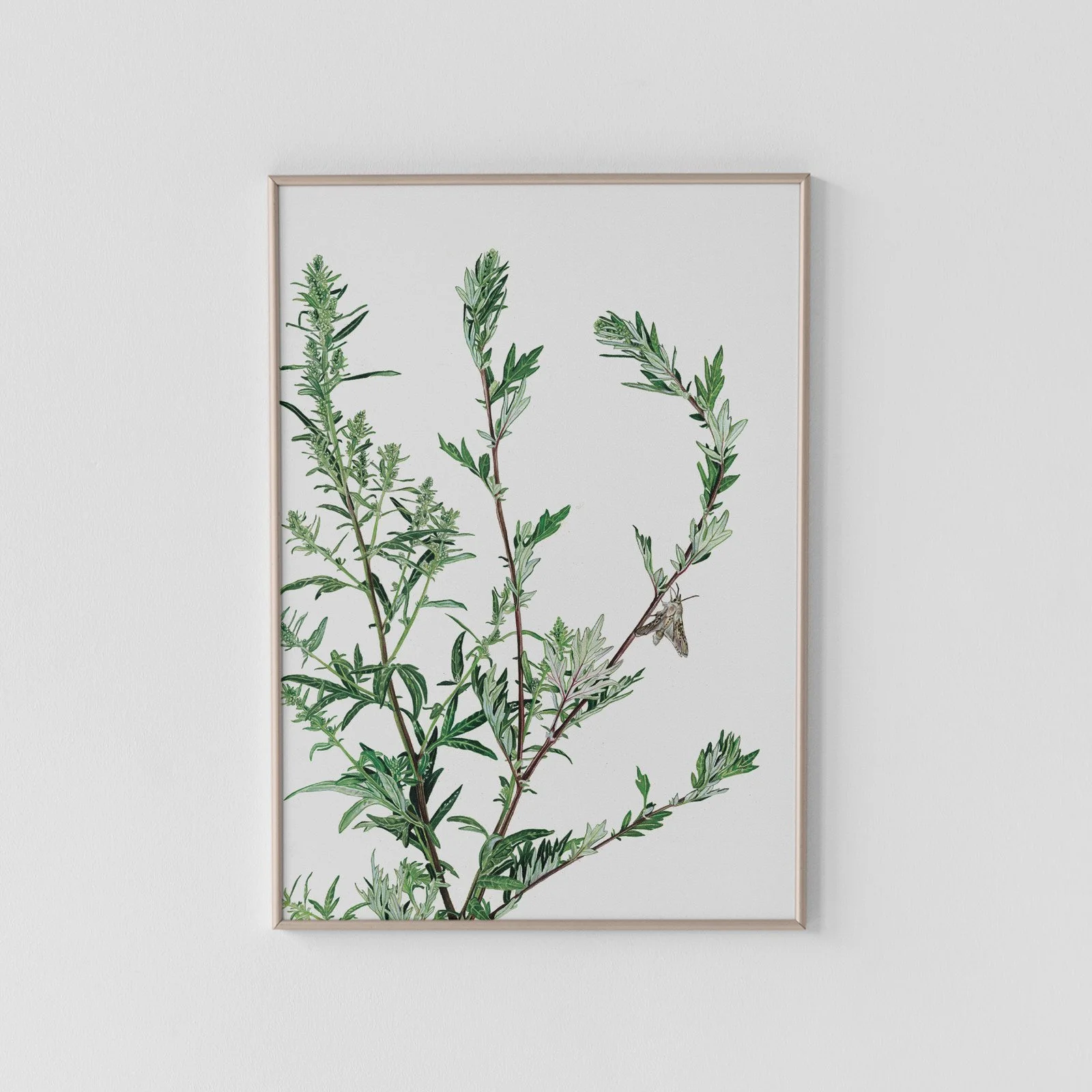 Artemisia vulgaris (Aka Mugwort) with a Wormwood Moth Archival Print