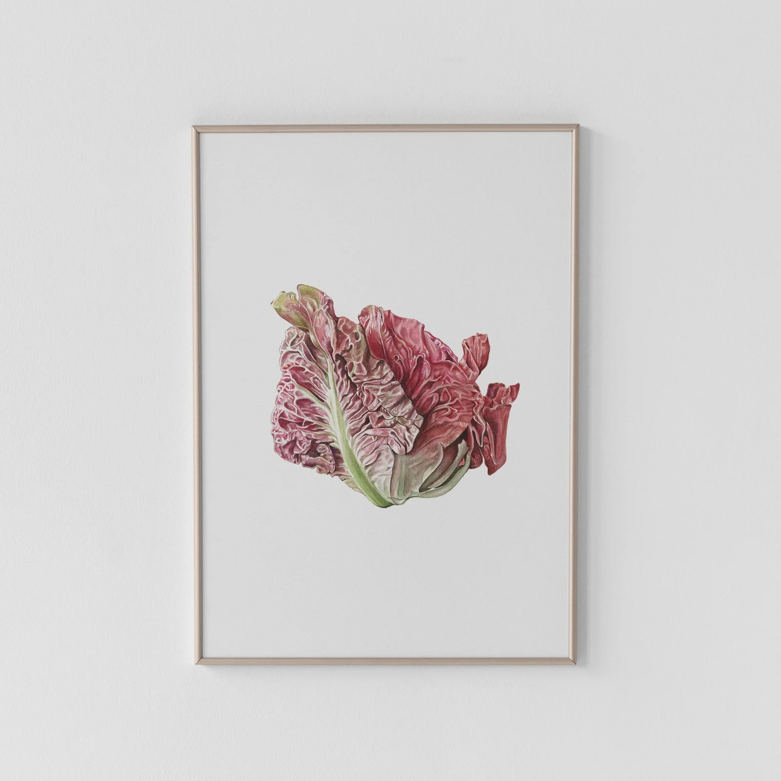 Pink Chicory Archival Print
