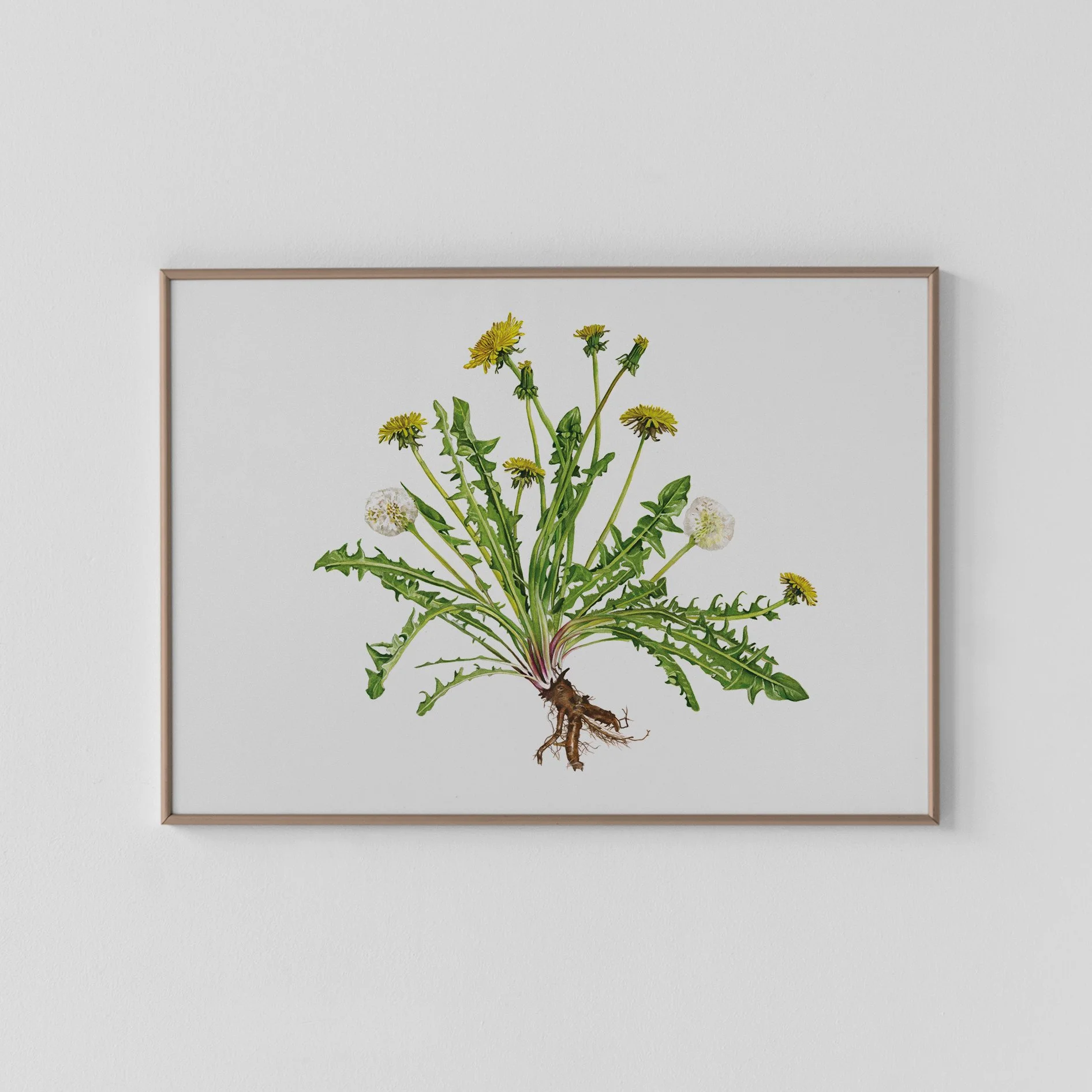Dandy Archival Print