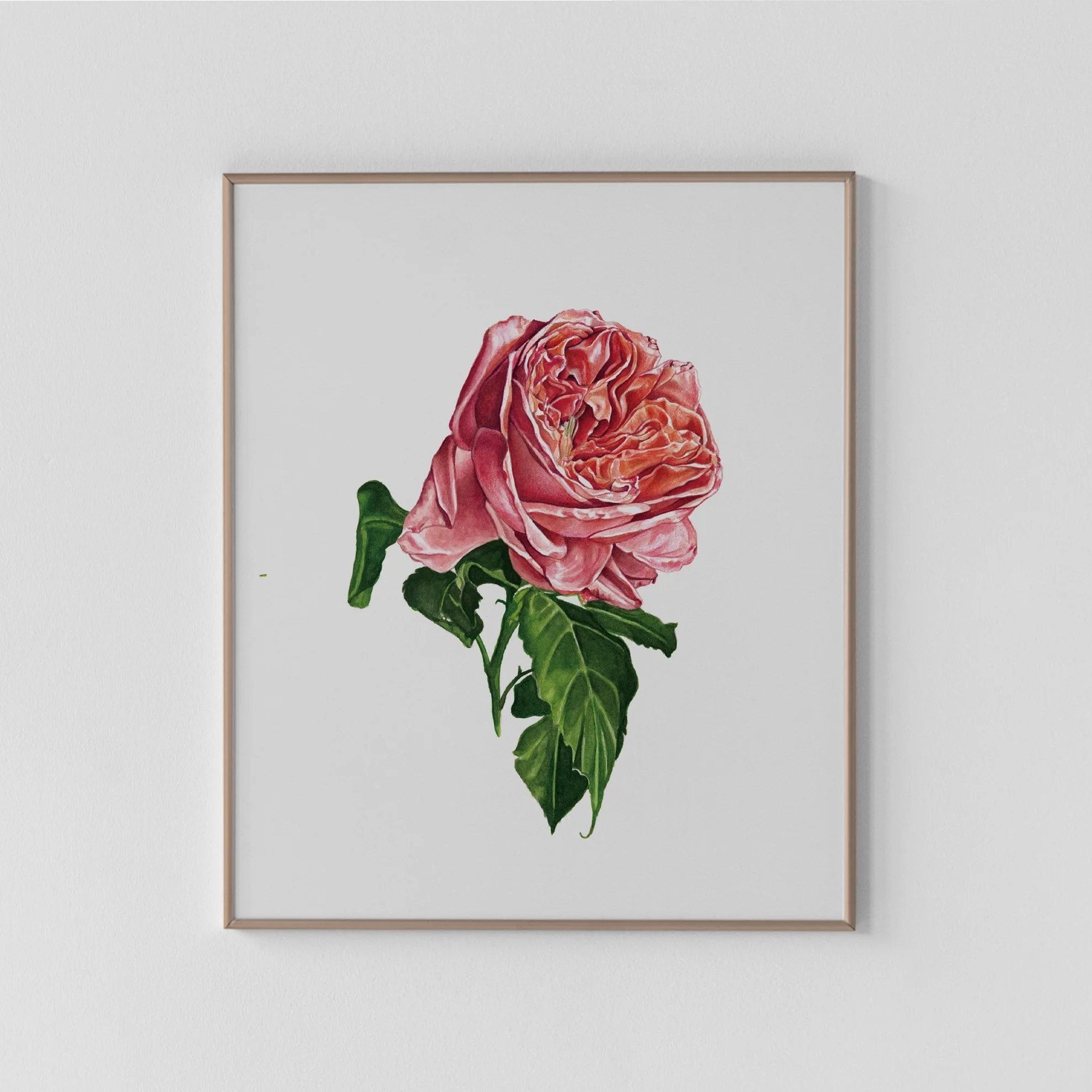 Rose Archival Print