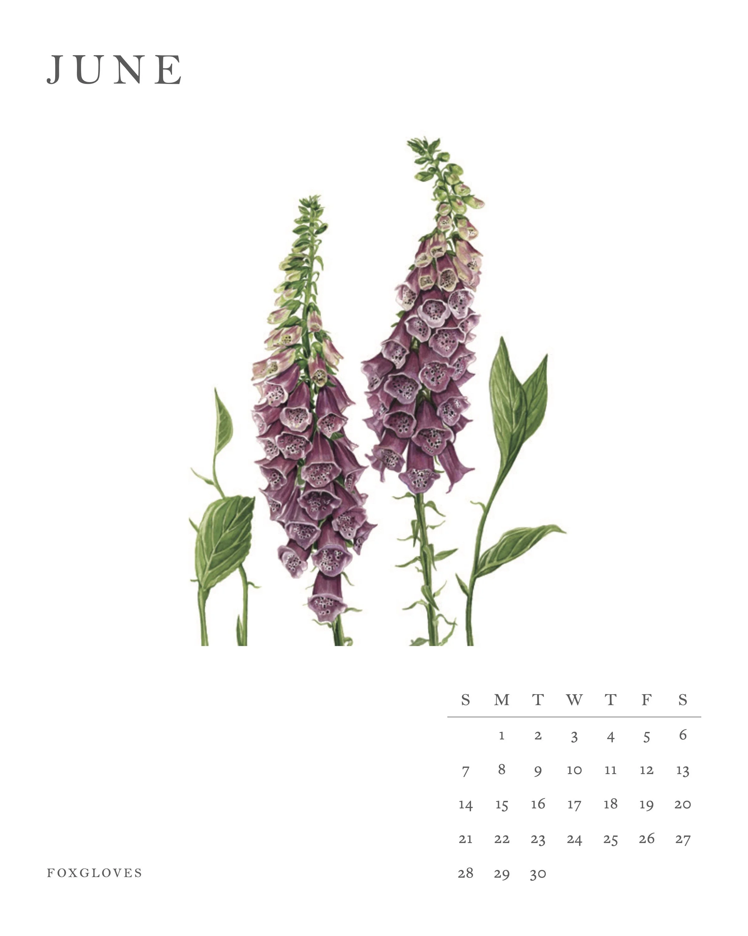 June Foxglove Page .jpg