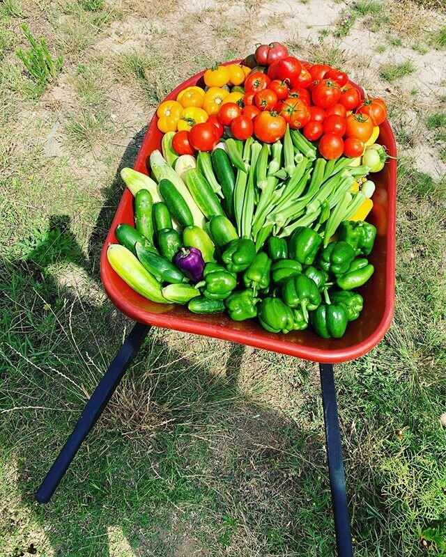 My wheelbarrow runneth over. Glad I got this done yesterday before the rain! That&rsquo;s a lotta veggies, y&rsquo;all! #gardenveggies #wheelbarrowbasket #knowyourfood #knowyourfarmer #hithatsme #blackbearfarm