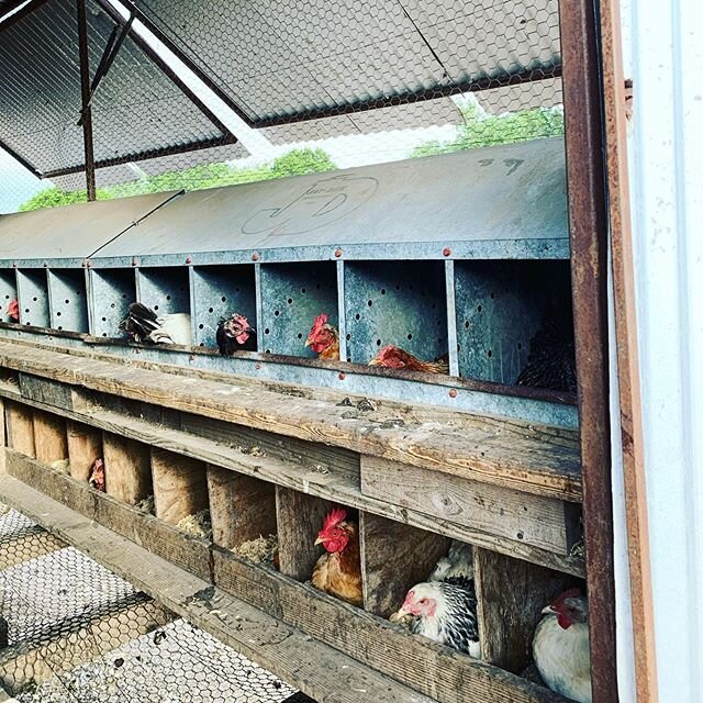 The ladies are getting all their work done early today! #workhard #playhard #freerangeeggs #freerangechickens #smallfarm #blackbearfarm