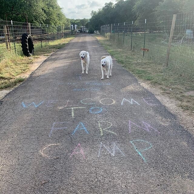 It&rsquo;s FARM CAMP day!!!! So excited! #farmcamp #summercamp #optoutside #blackbearfarm