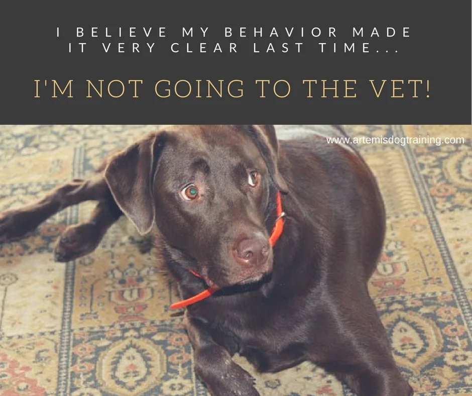 no vet 2.jpg