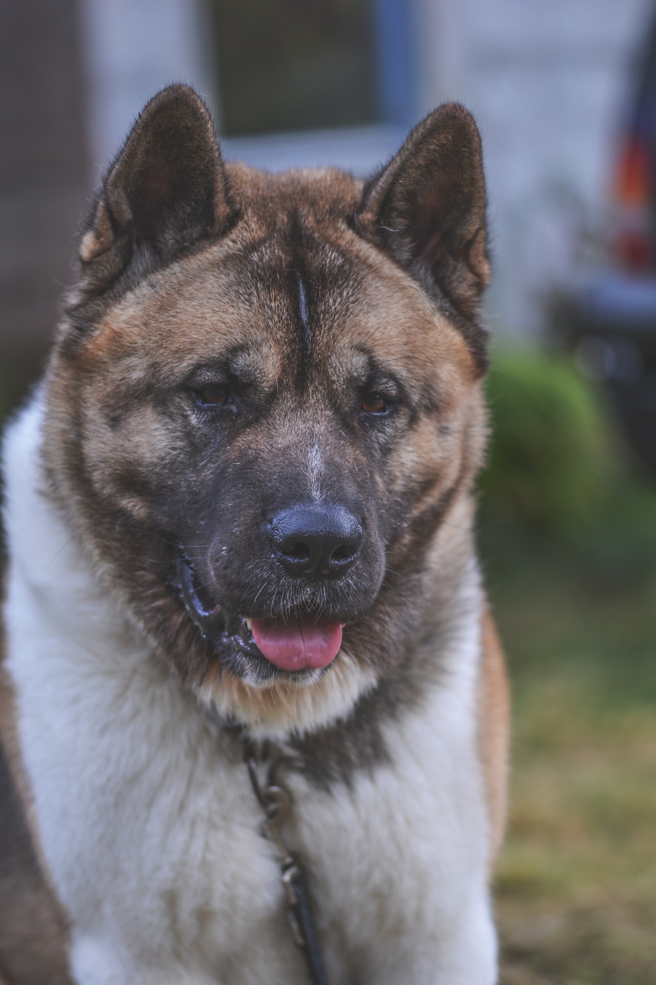 akita.jpeg