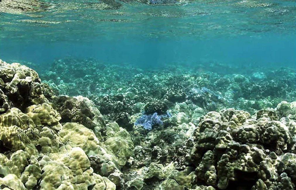 Protect our reefs.jpg