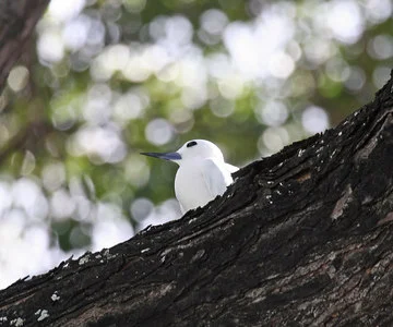 Habitats for native species.jpg