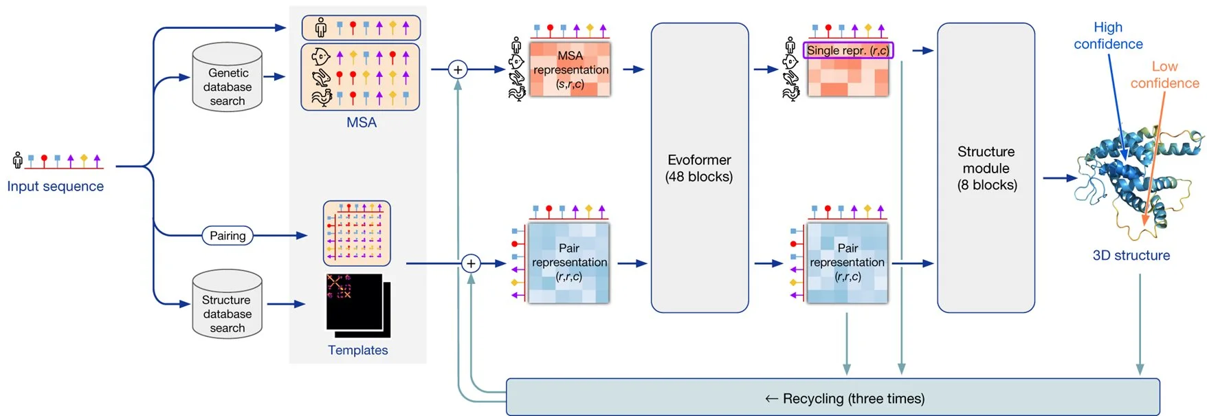 Flowchart illustrating a neural network model process for protein structure prediction, depicting input sequence processing, database searches, pairing, and representation stages, leading to 3D structural confidence assessment.