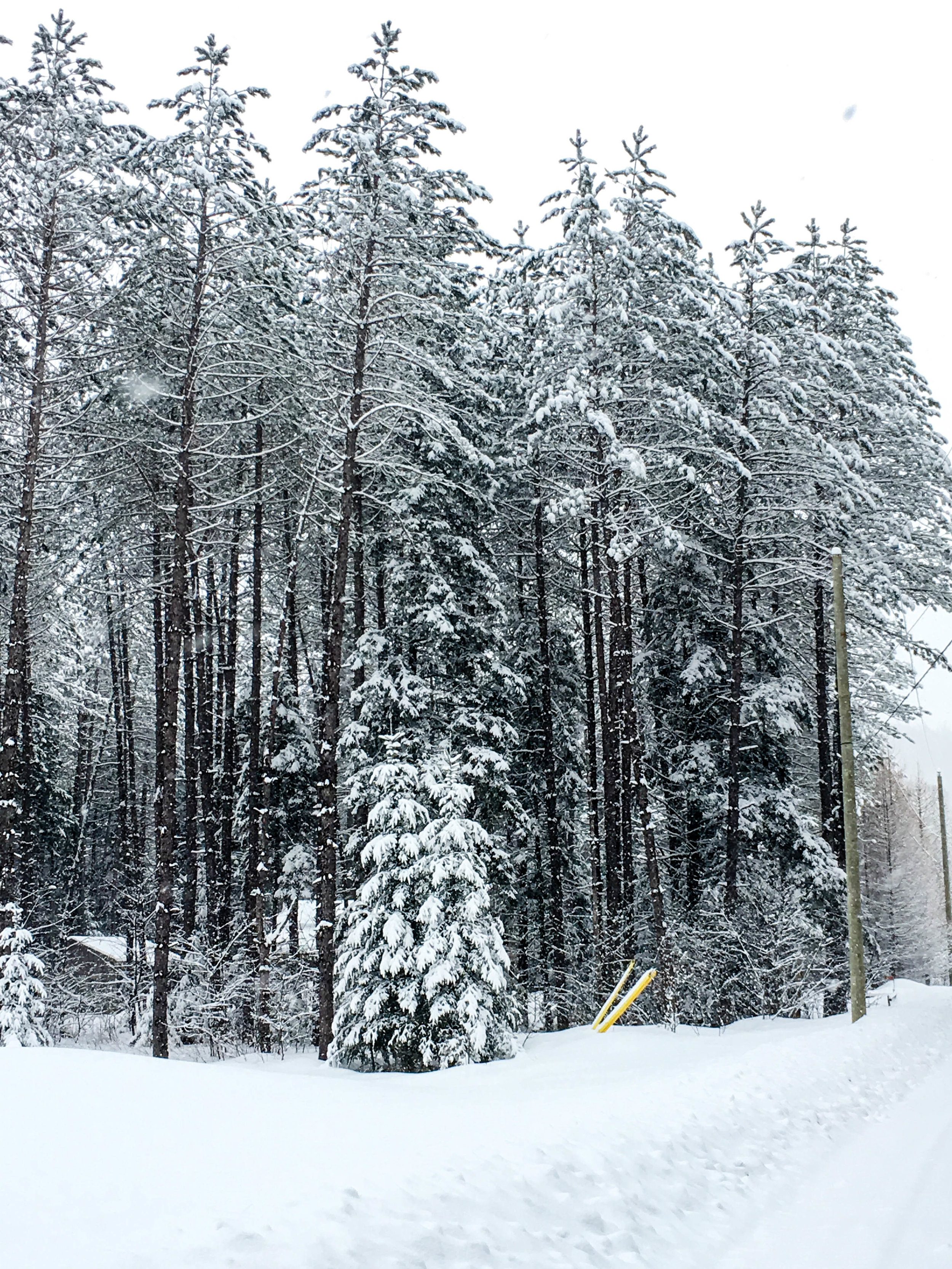 Walk in the mountains in Coaticook. There is are evergreens with a lot of snow