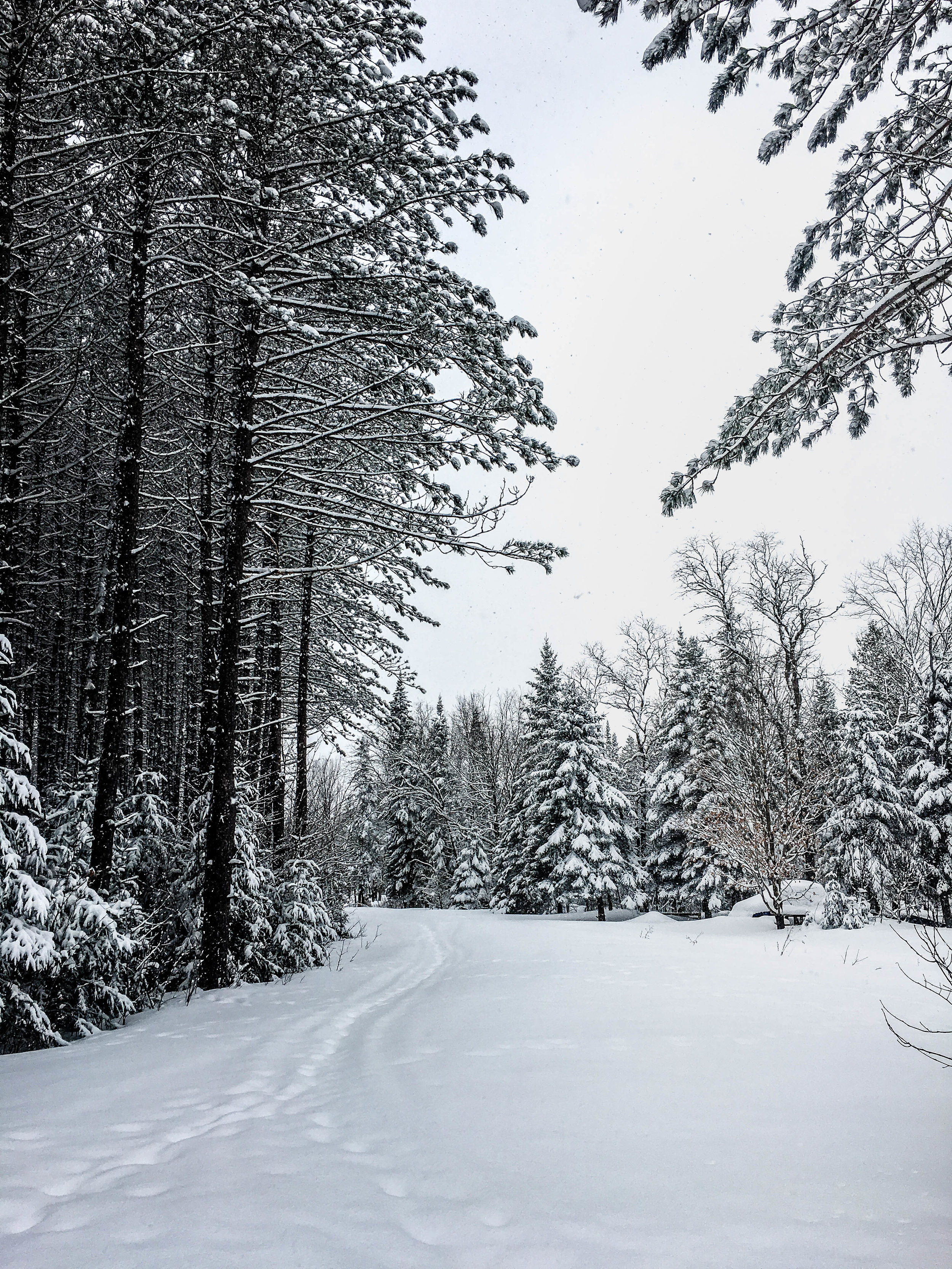 Walk in the mountains in Coaticook. There is are evergreens with a lot of snow