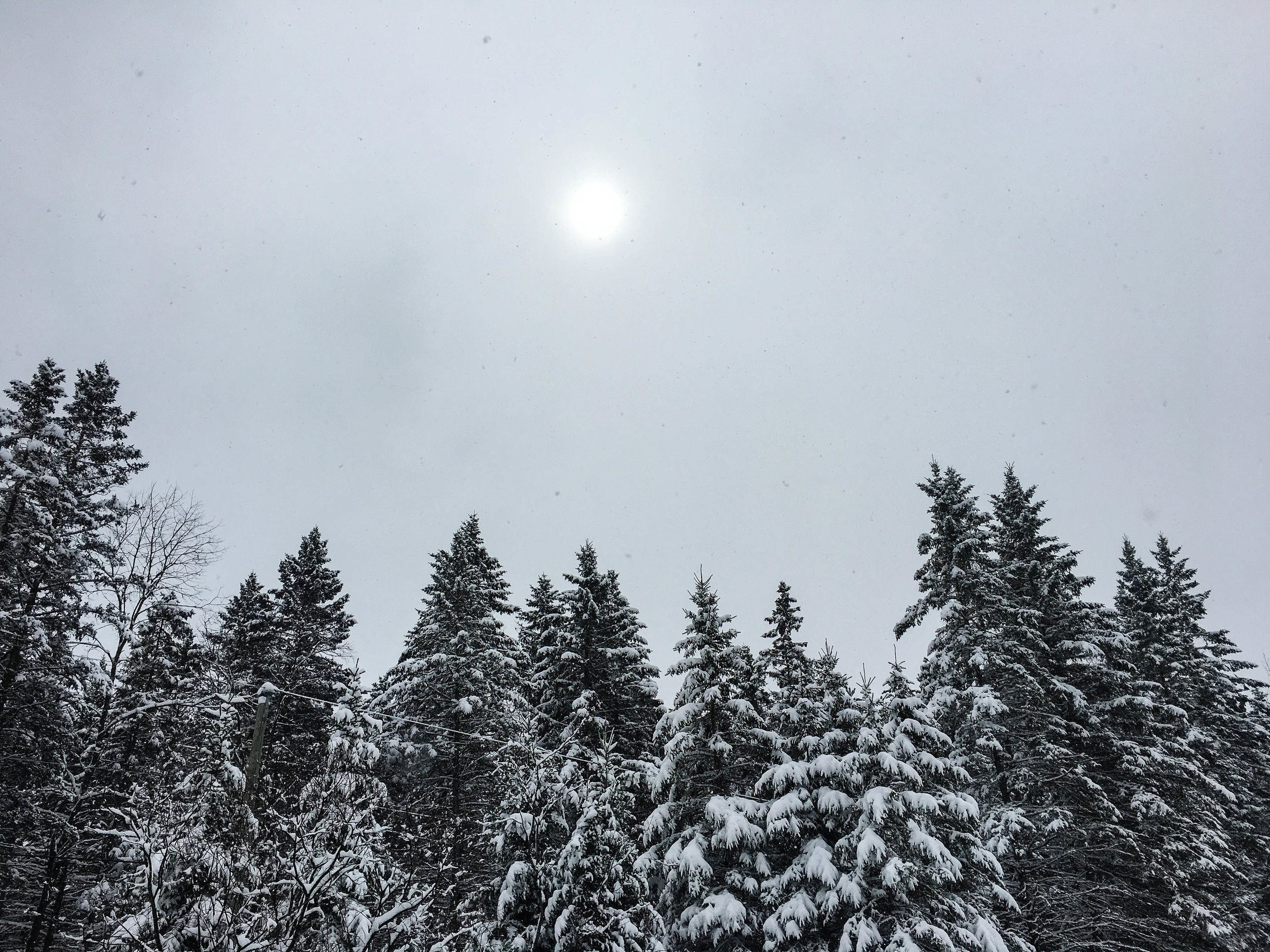 Walk in the mountains in Coaticook. There is are evergreens with a lot of snow