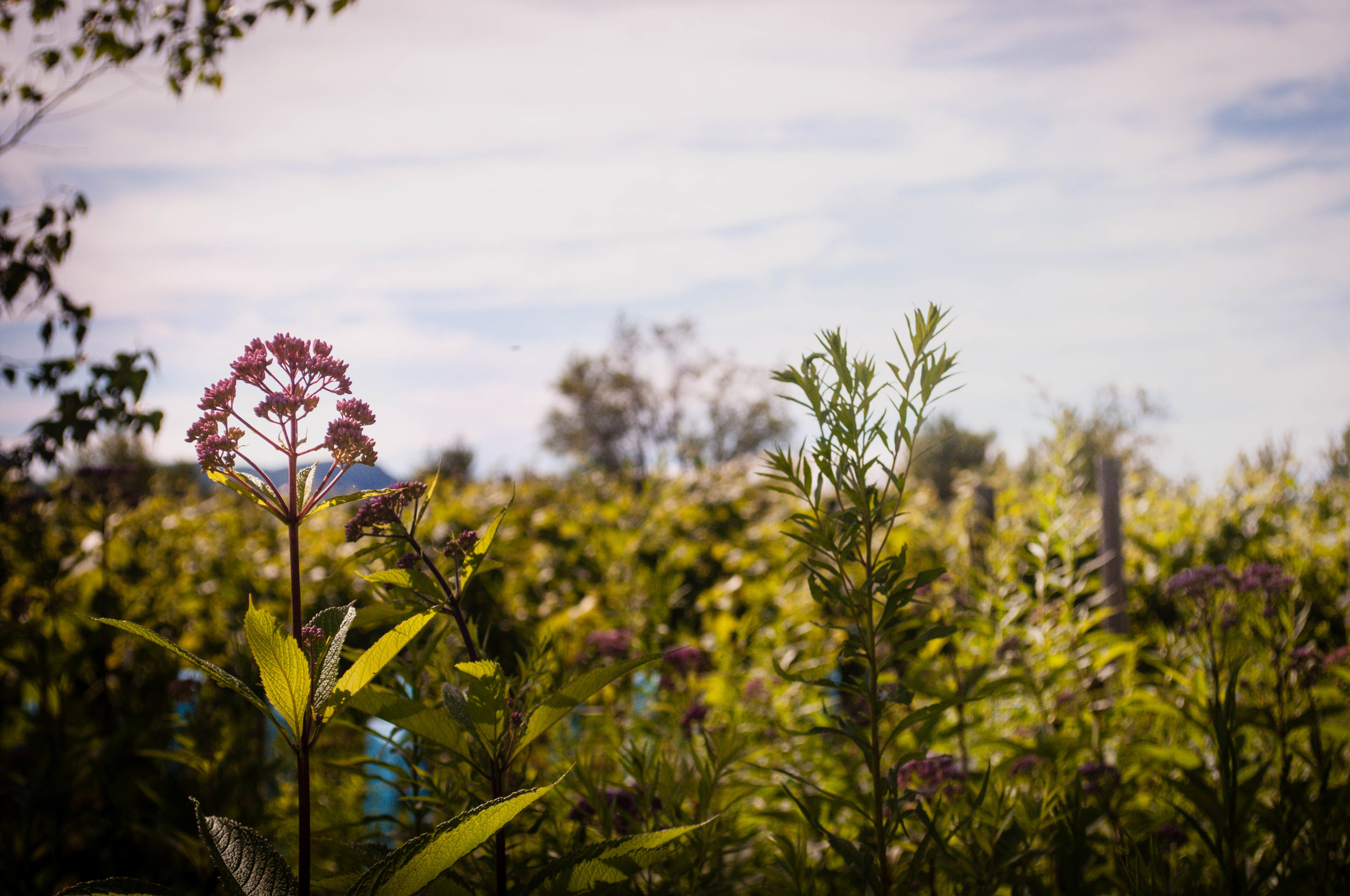 Vegetation and a pink flower in Mont Orford