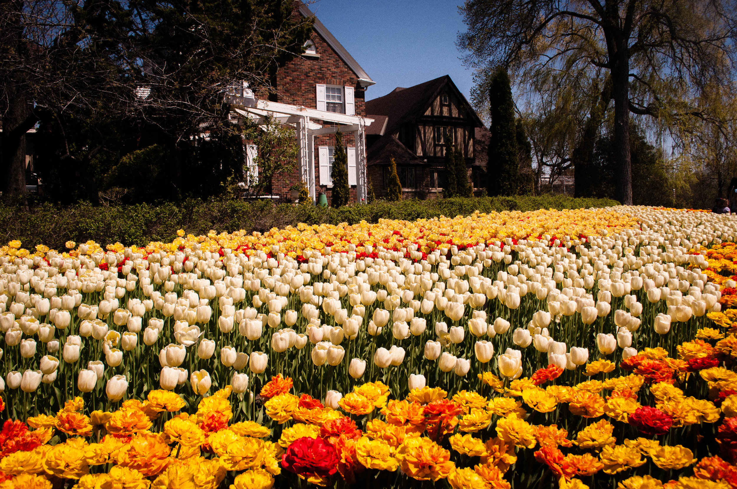 Tulips in the Canadian tulip festival in Ottawa