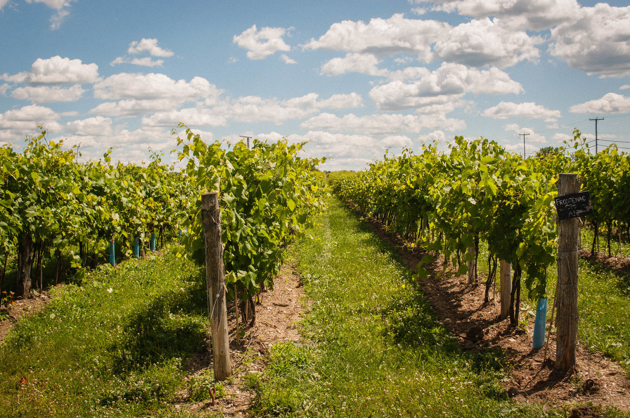 Chateau de cartes, a vineyard near Montreal