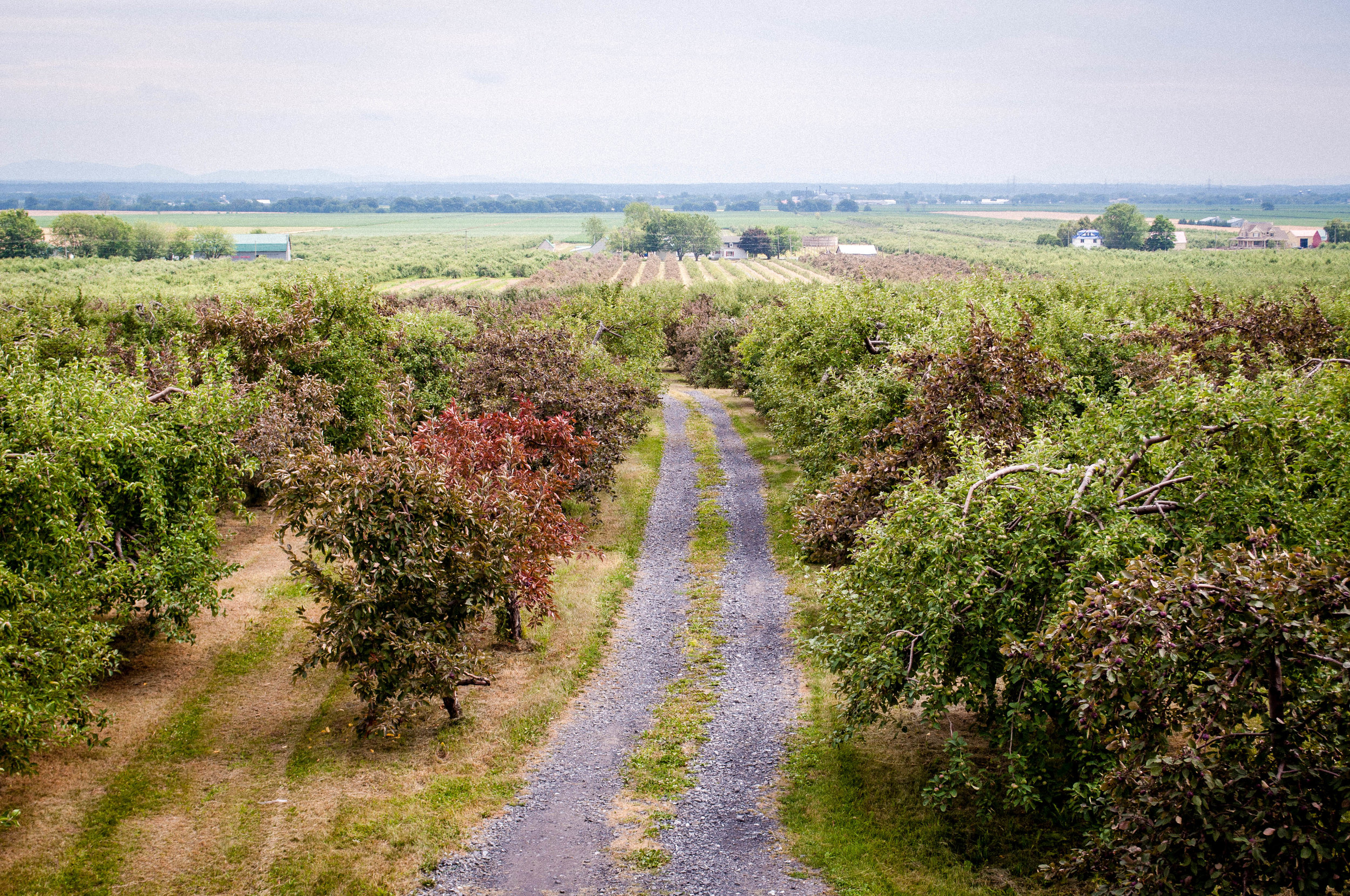 Different types of apple trees at Michel Jodoin