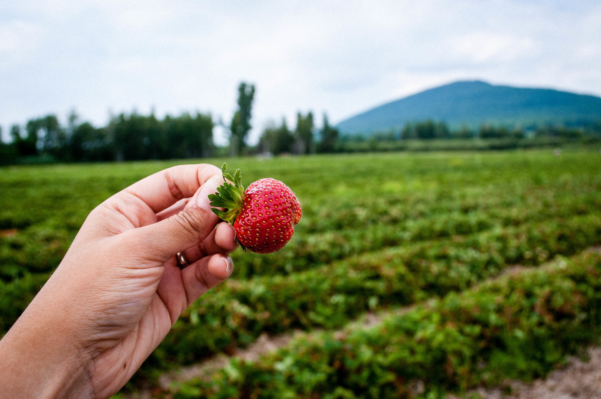 Strawberry field at POTAGER MONT-ROUGE HALTE GOURMAND