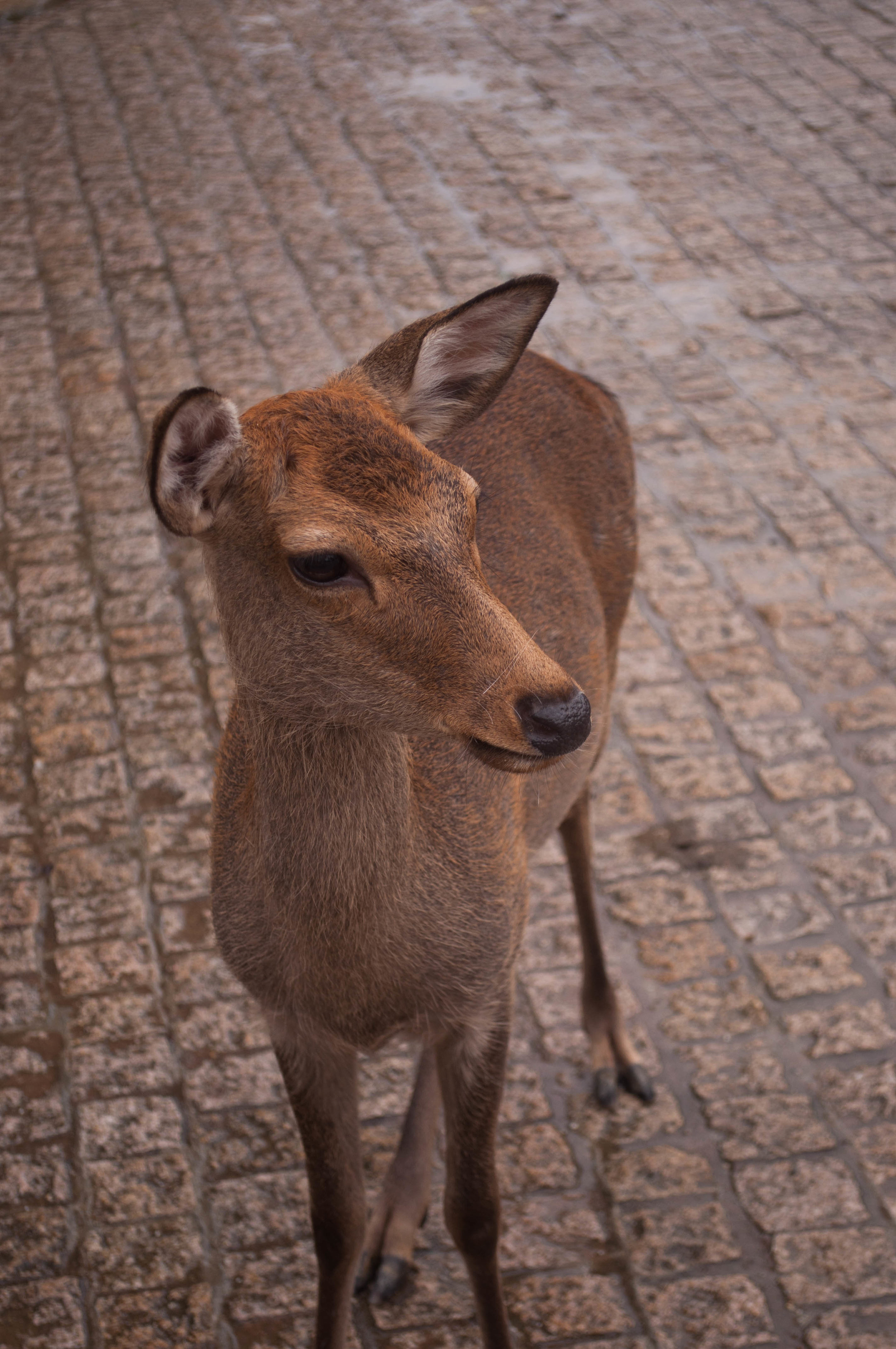 Nara and its deer part of the itinerary for couples doing their honeymoon in Japan