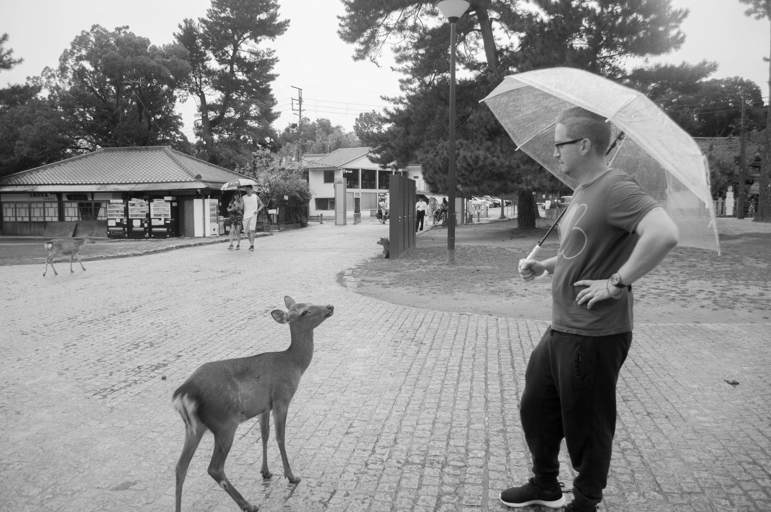 Nara and its deer part of the itinerary for couples doing their honeymoon in Japan