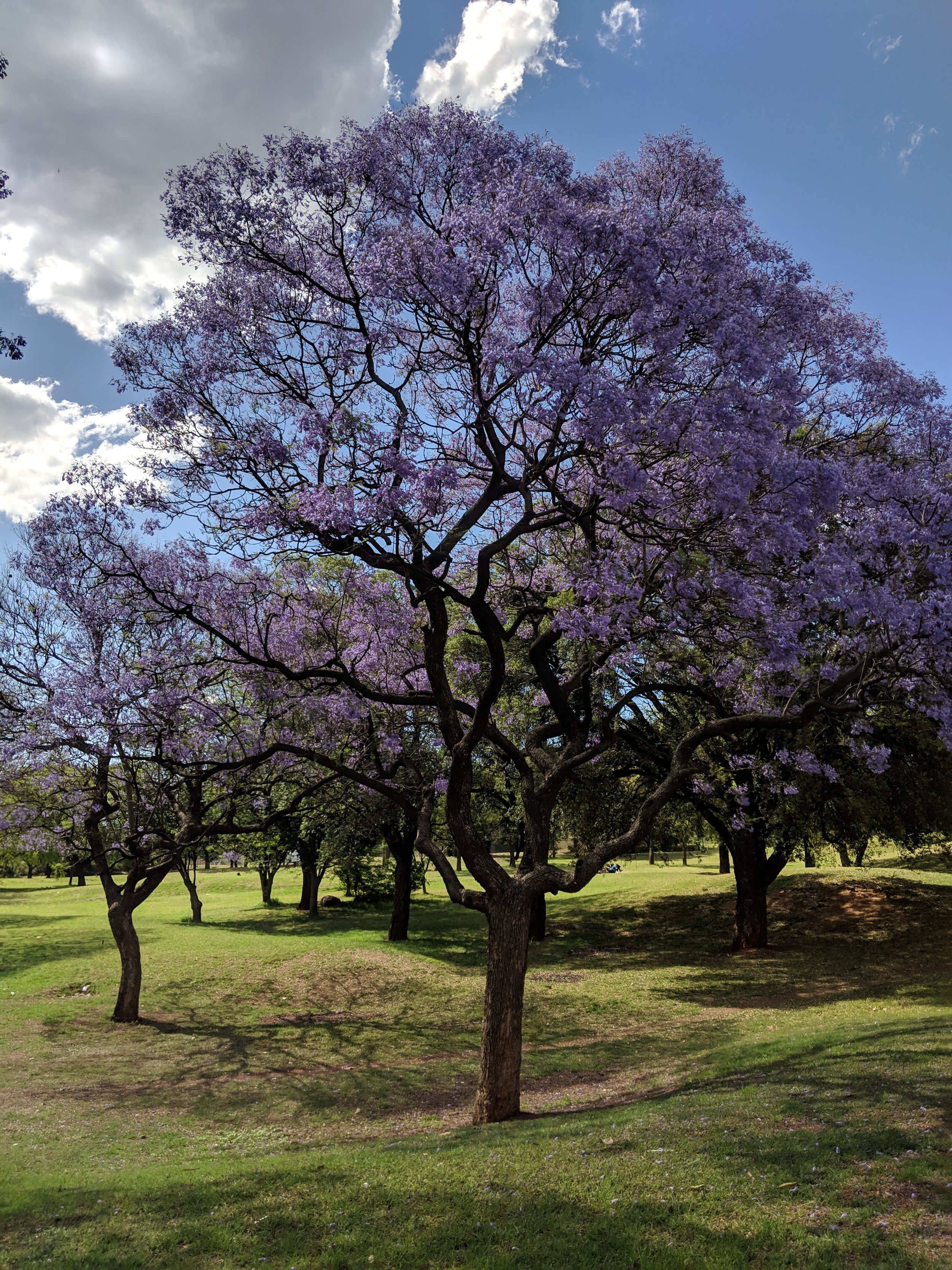 Jacaranda trees in full bloom in Johannesburg. Johannesburg Itinerary