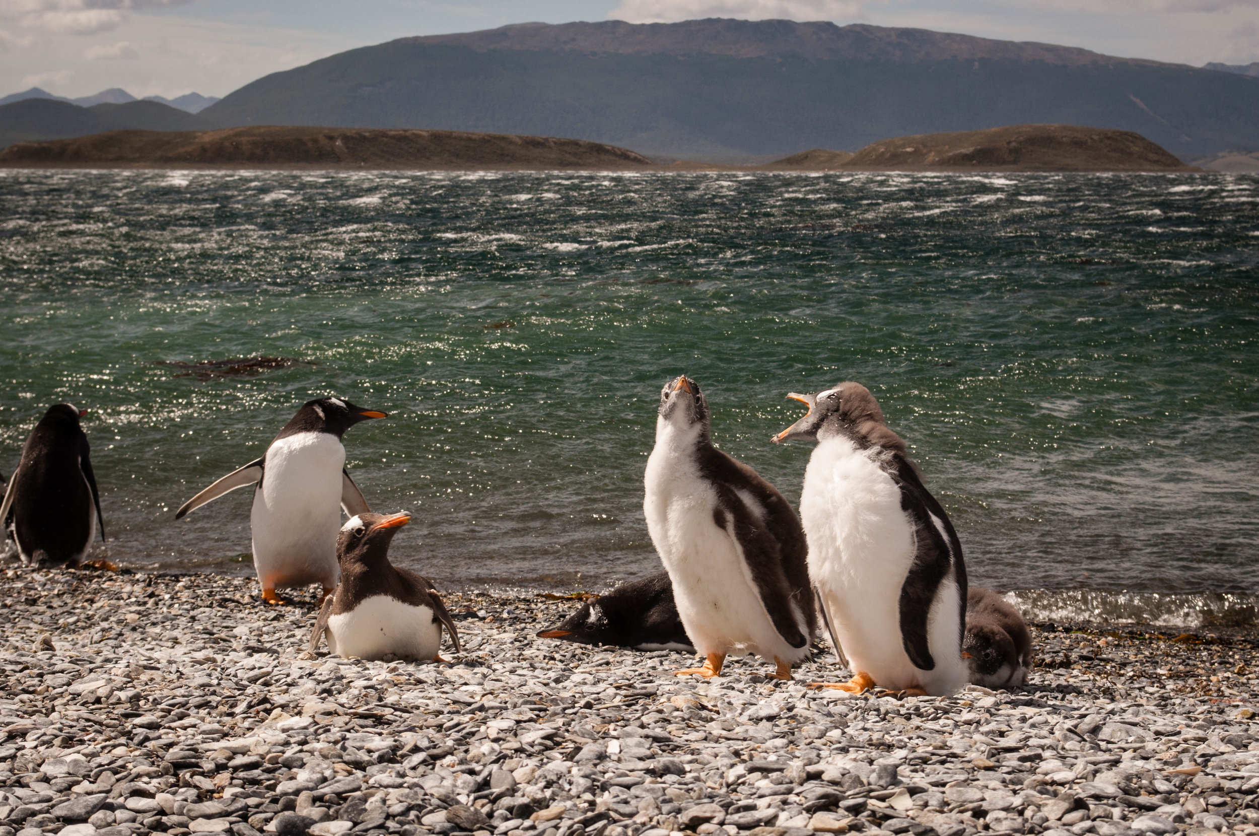 Ushuaia penguins