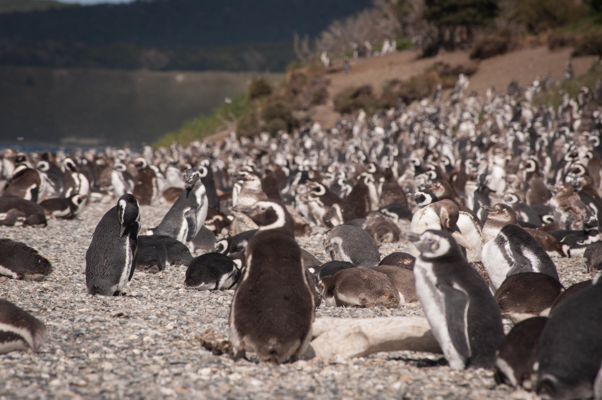 Ushuaia penguins