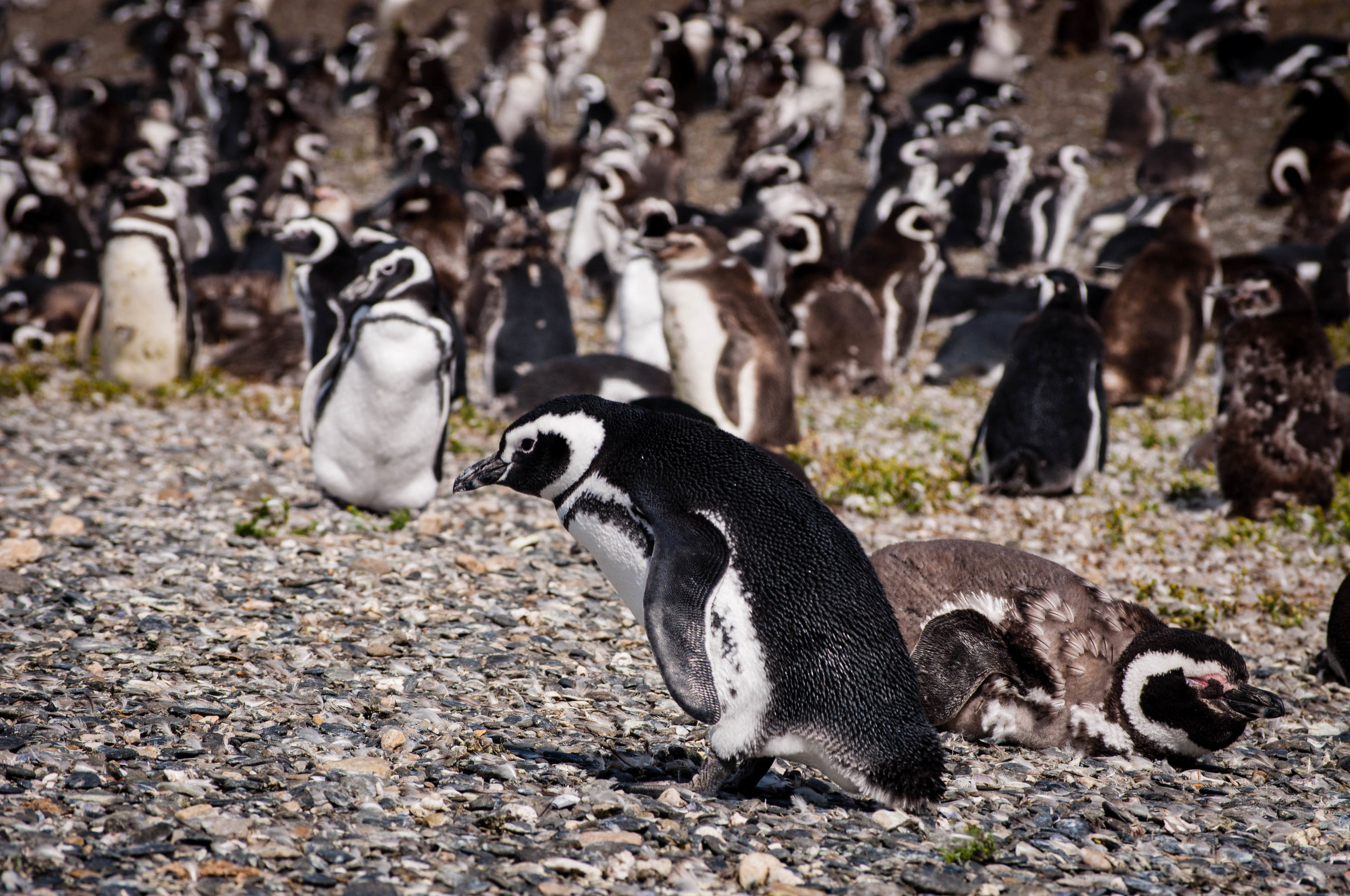 Ushuaia penguins