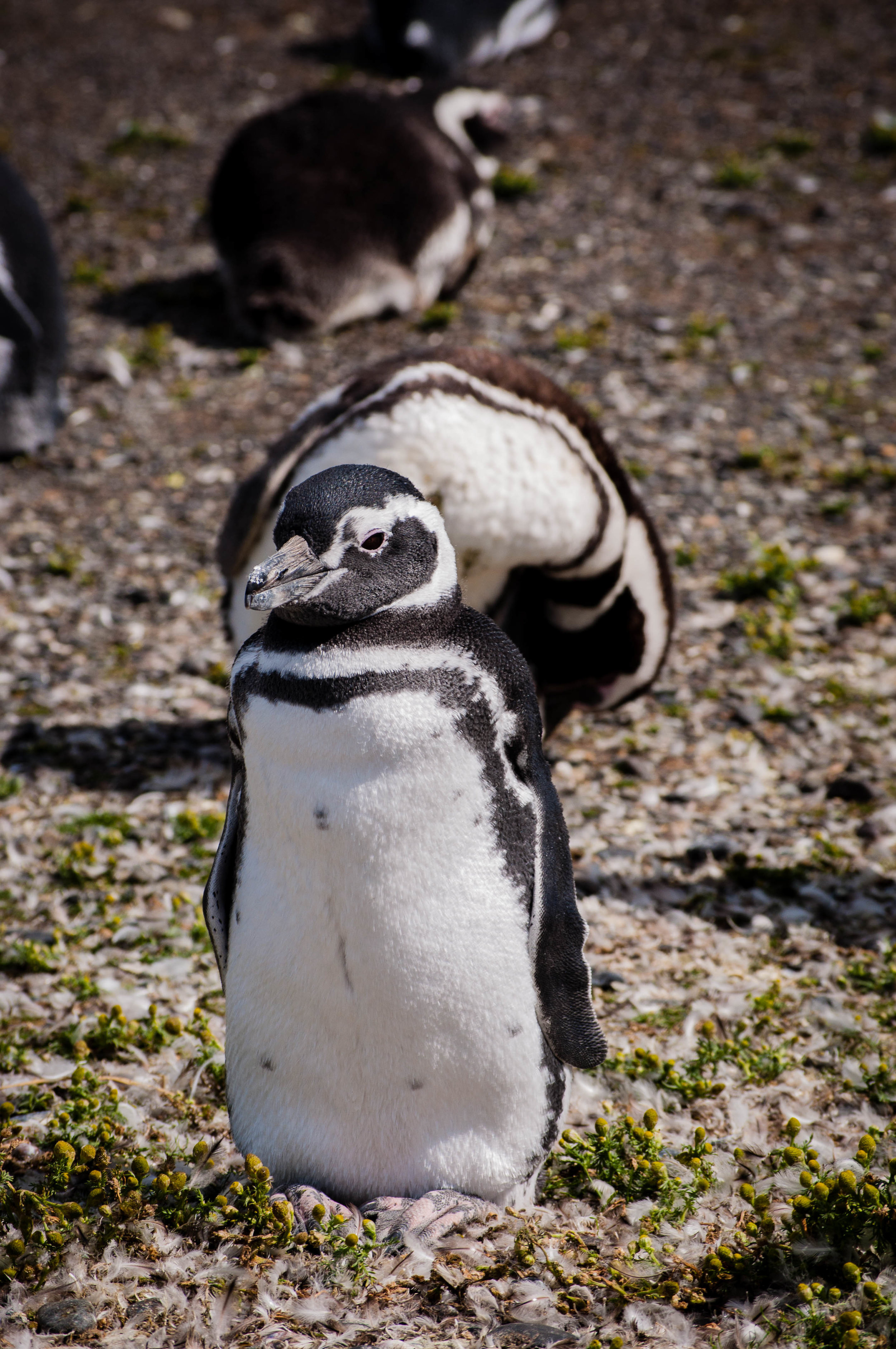 Ushuaia penguins