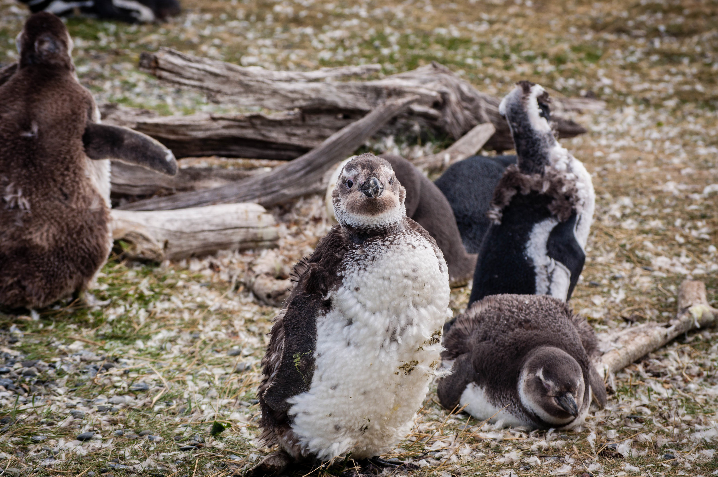 Ushuaia penguins