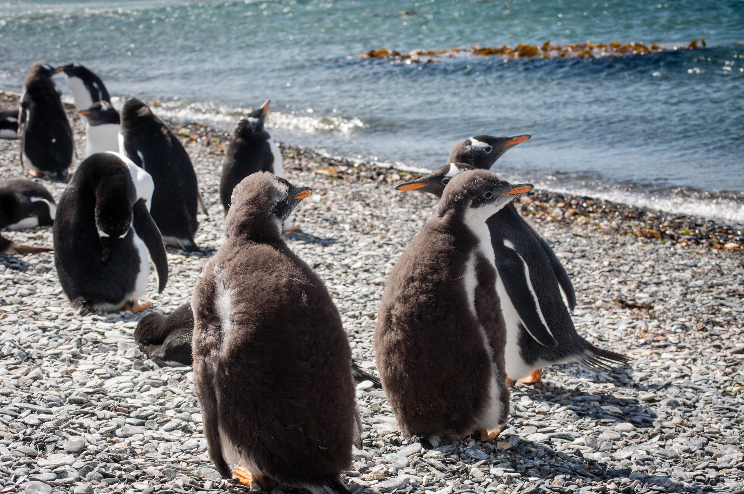 Ushuaia penguins